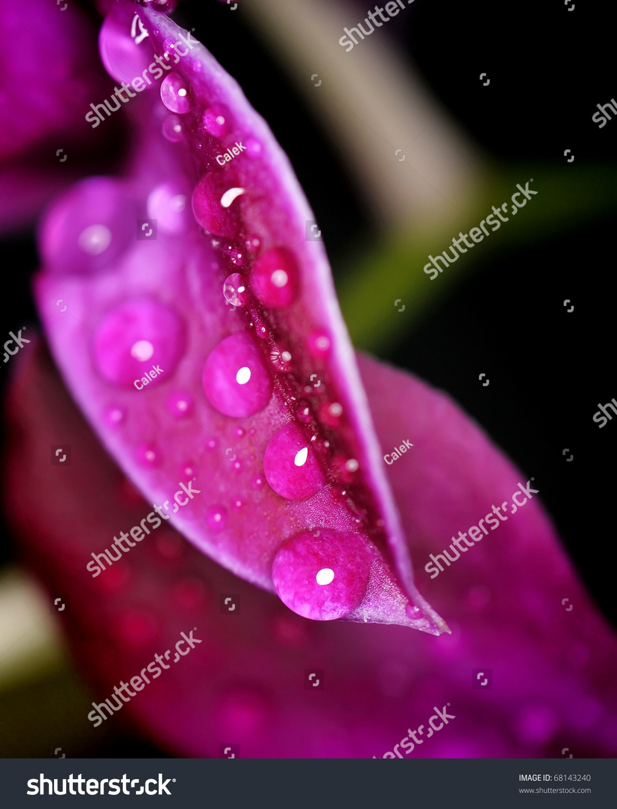 Drops Of Dew On Leaf Orchid Stock Photo 68143240 : Shutterstock