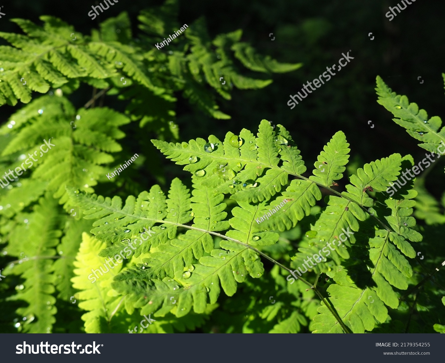 388 Lower fern Images, Stock Photos & Vectors | Shutterstock