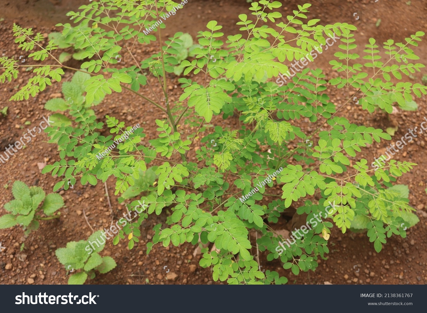 94 Drumstick plantation Images, Stock Photos & Vectors | Shutterstock