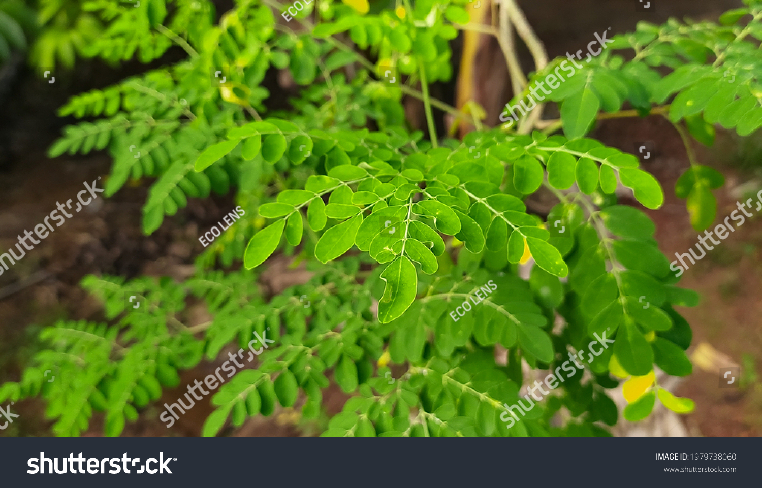 Drumstick Tree Known Malunggay Moringa Kelor Stock Photo 1979738060 