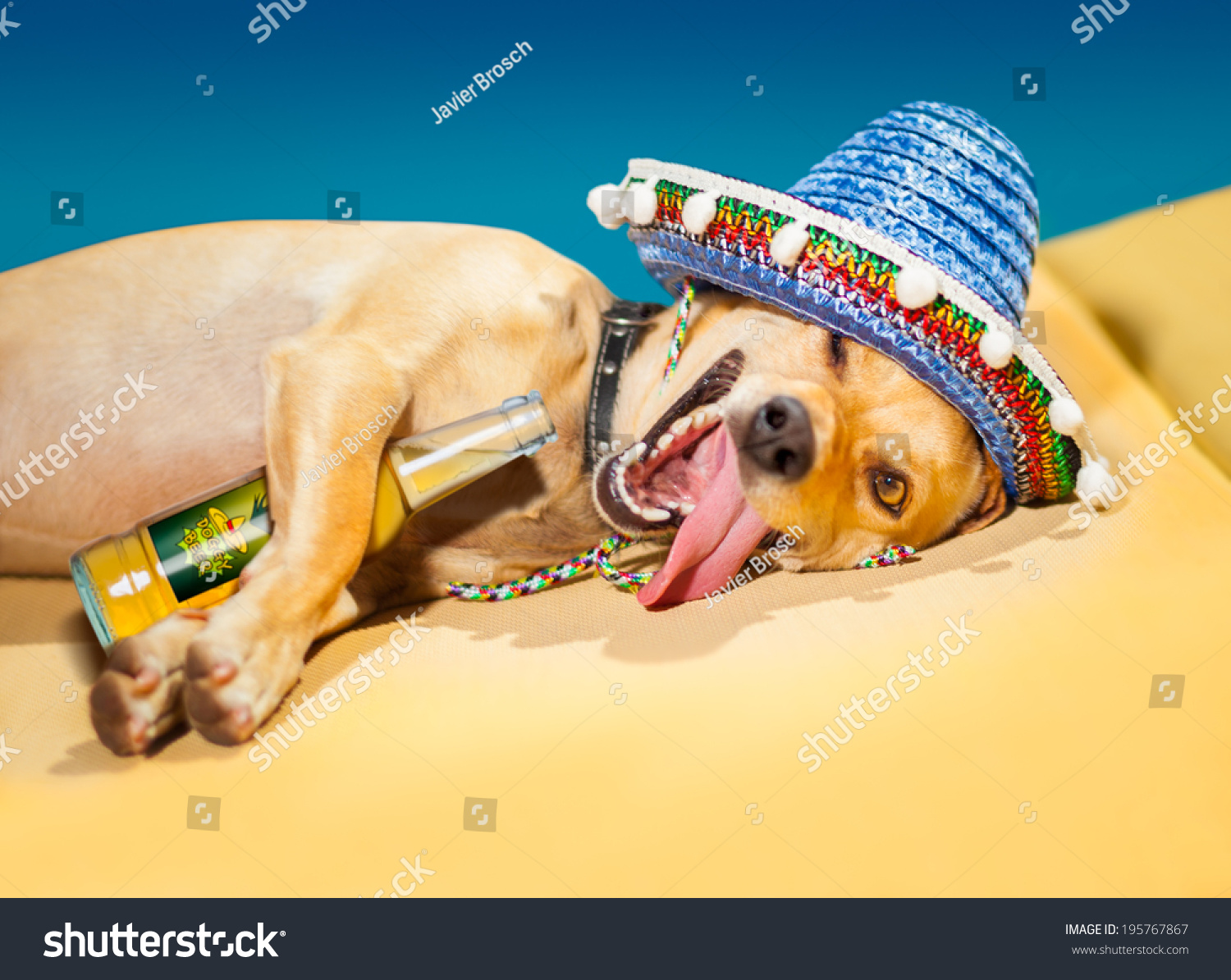  Drunk  Chihuahua Dog  Having Siesta Crazy Stock Photo 