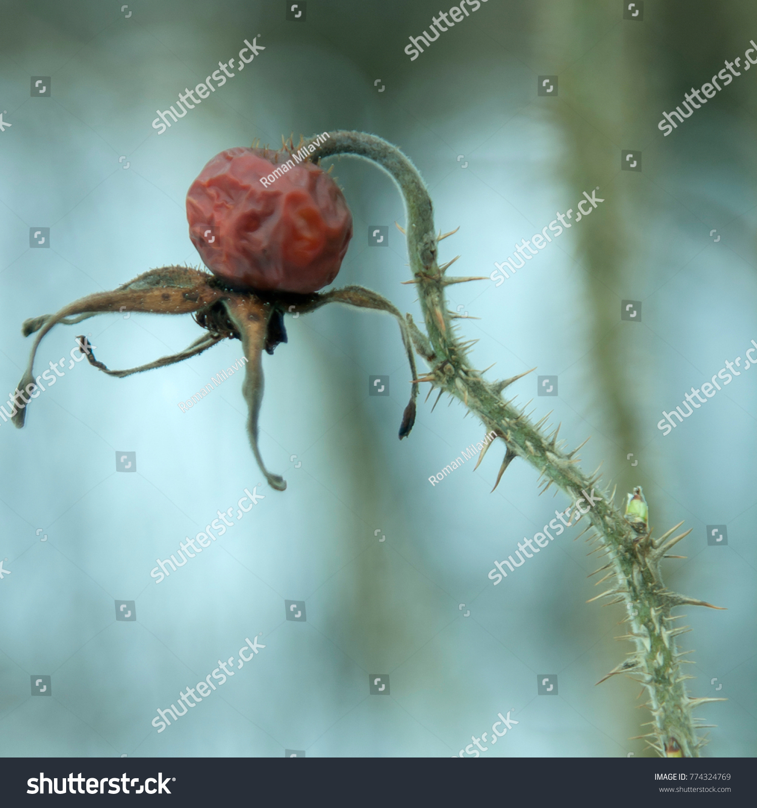 Dry Berry Rose Hips Rose Hips Stock Photo Edit Now