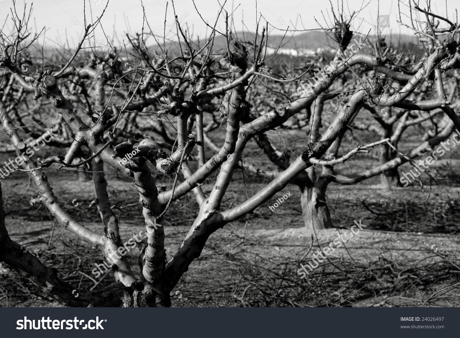 Dry Fruit Trees Without Leaves Autumn Stock Photo Edit Now 24026497