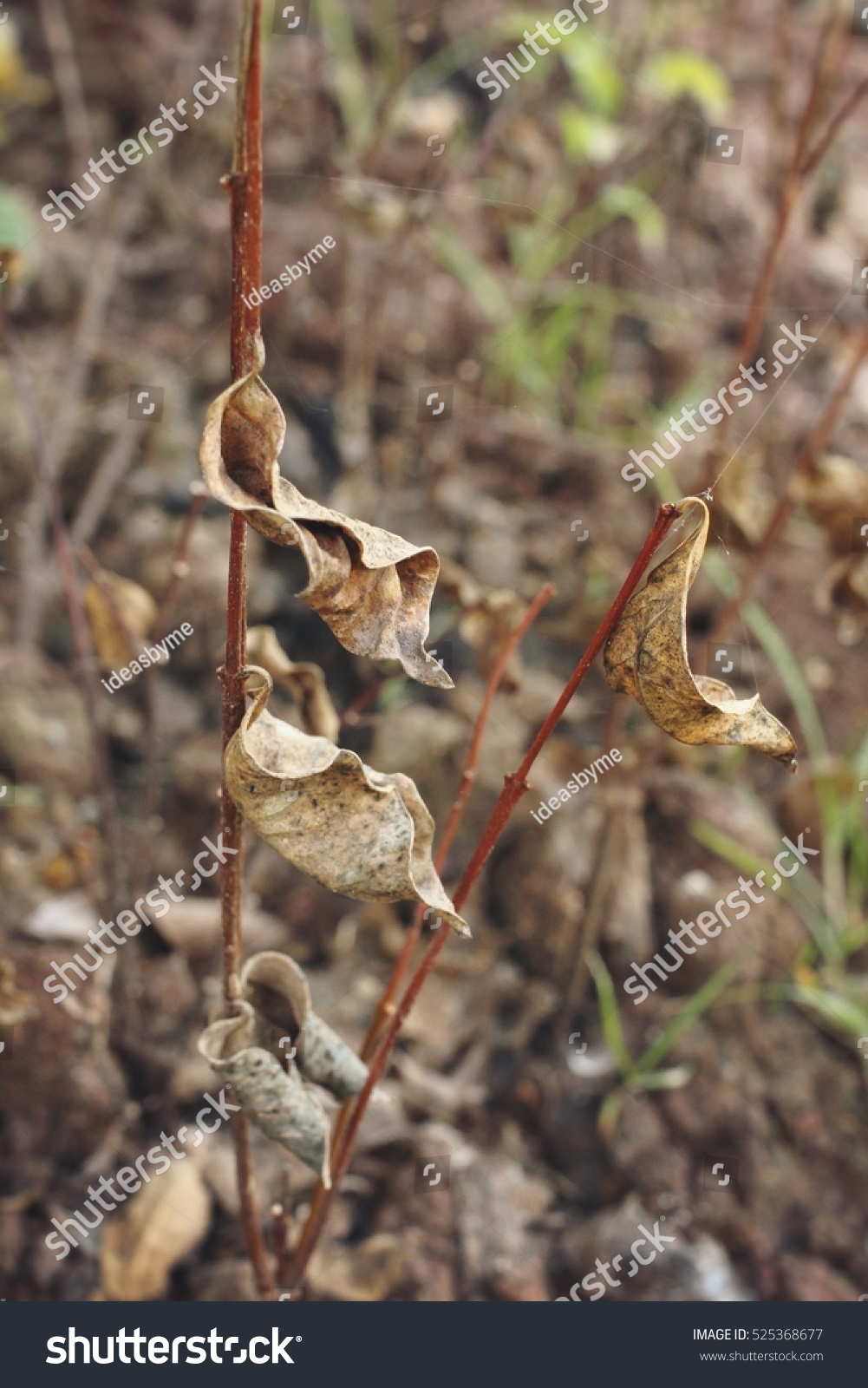 Dry Leaves Stock Photo 525368677 - Shutterstock