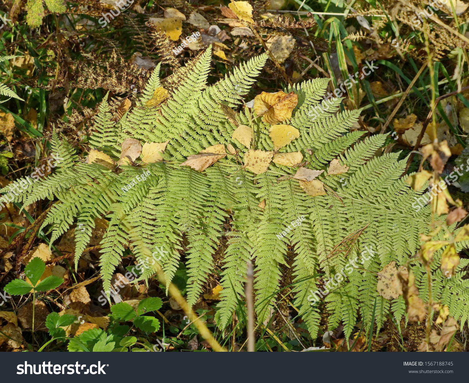 Dryopteris Commonly Called Wood Ferns Species Stock Photo Edit Now 1567188745