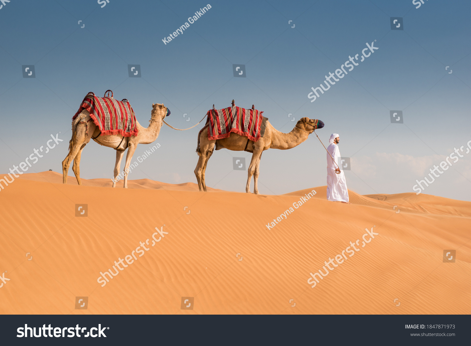 16-392-camel-walk-images-stock-photos-vectors-shutterstock