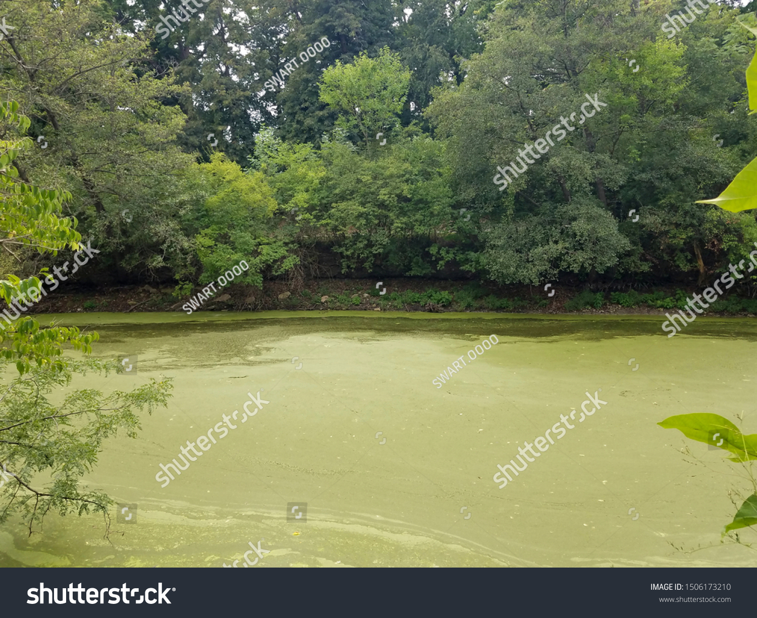 Duck Weed Algae Bloom Stock Photo 1506173210 | Shutterstock