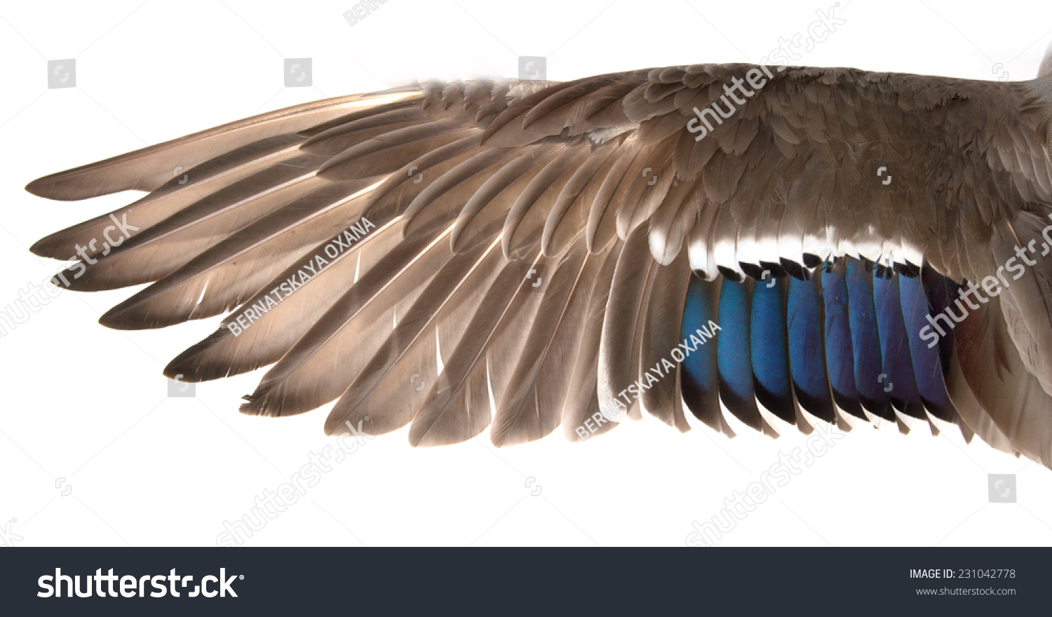 204,639 Duck wings Images, Stock Photos & Vectors | Shutterstock