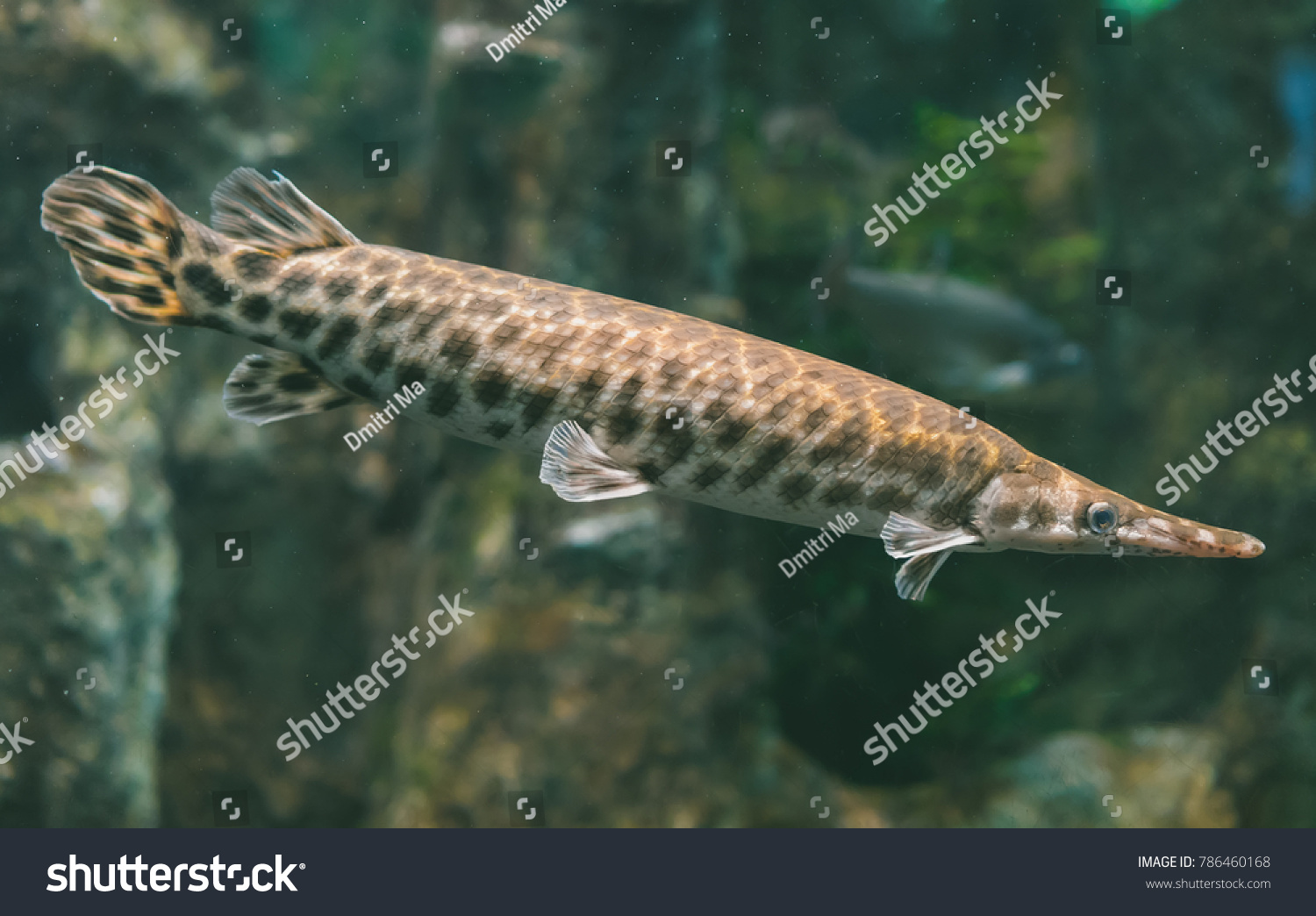 Lepisosteus Images, Stock Photos & Vectors | Shutterstock