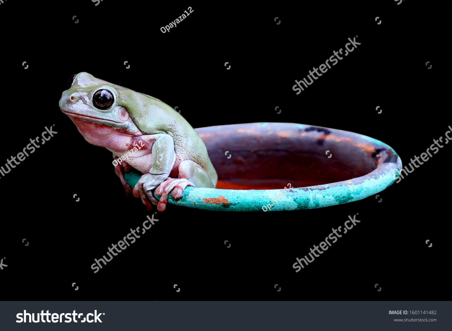 Stock Photo Dumpy Frog Green Tree Frog Want To Out Of The Hole 1601141482 