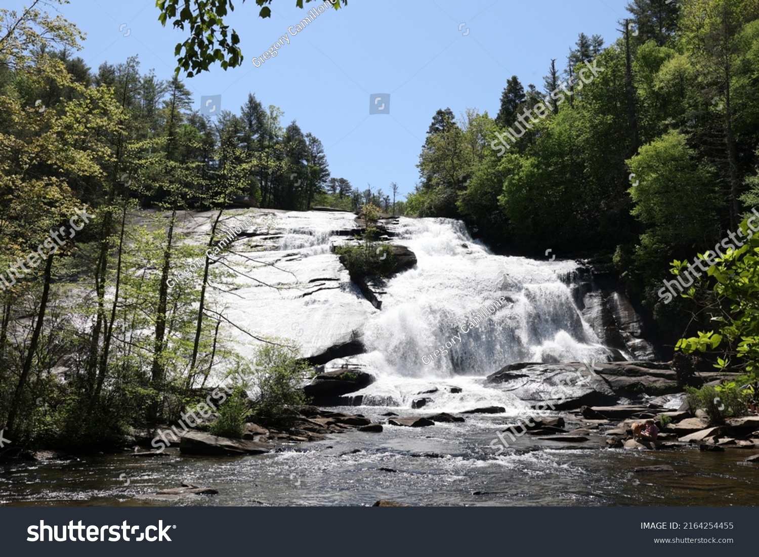 Dupont State Recreational Forest Green Landscape Stock Photo 2164254455 ...