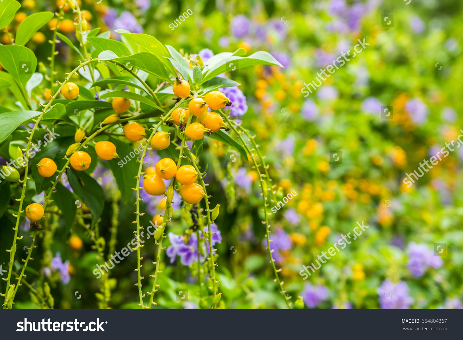 Duranta Erecta Orange Berries Purple Flower Nature Stock Image 654804367,Keeping Up With The Joneses Full Movie