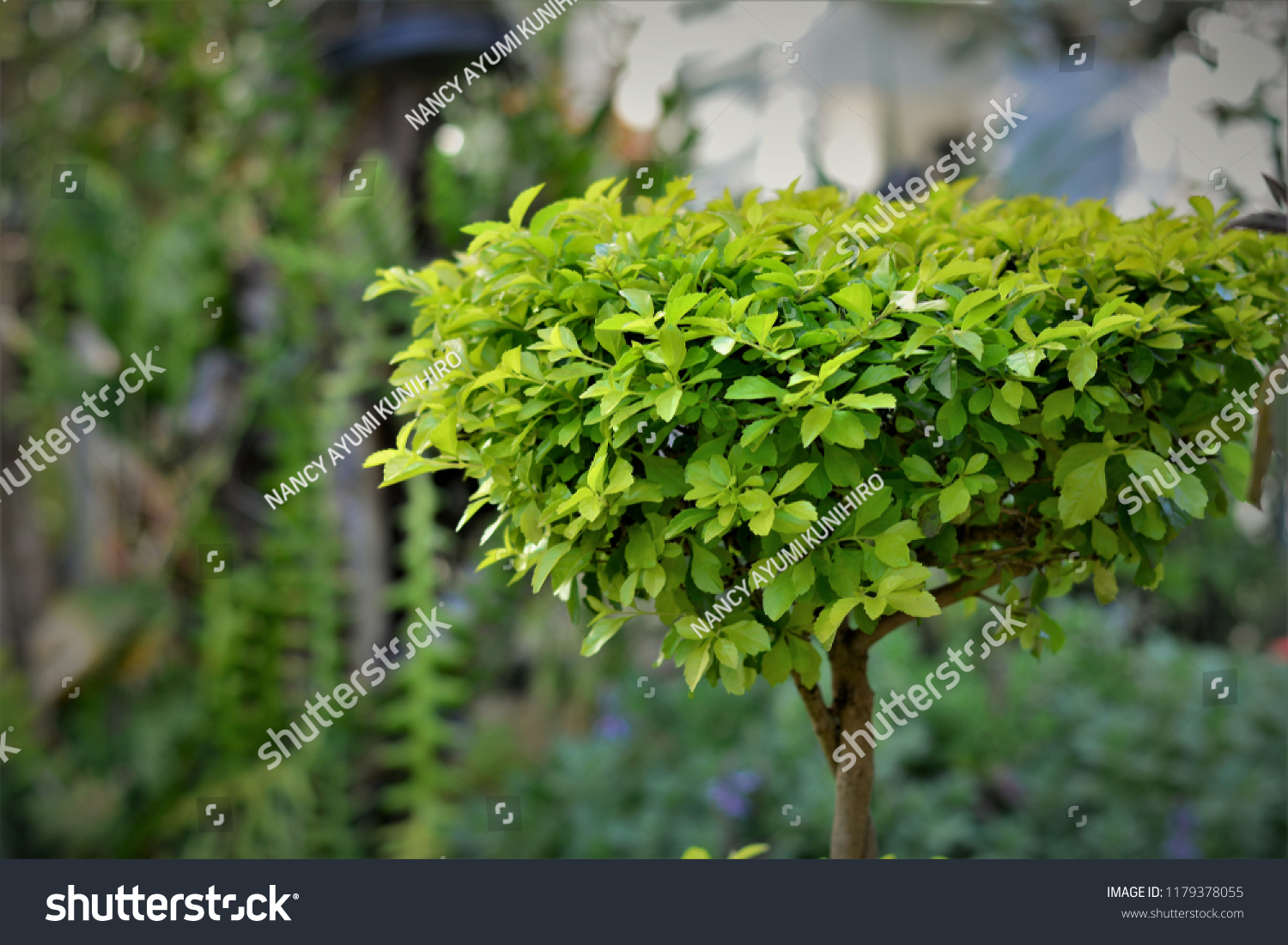 Duranta Erecta Tree Backyard Stock Photo Edit Now 1179378055