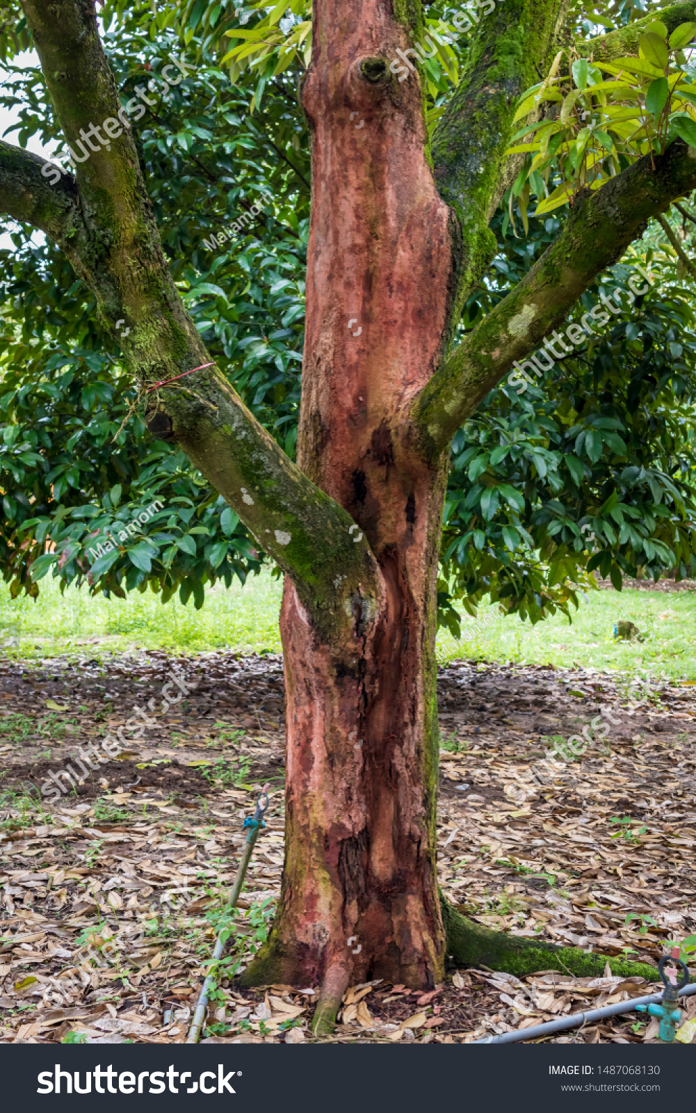 Durian Tree Root Rot Disease Stock Photo Edit Now 1487068130