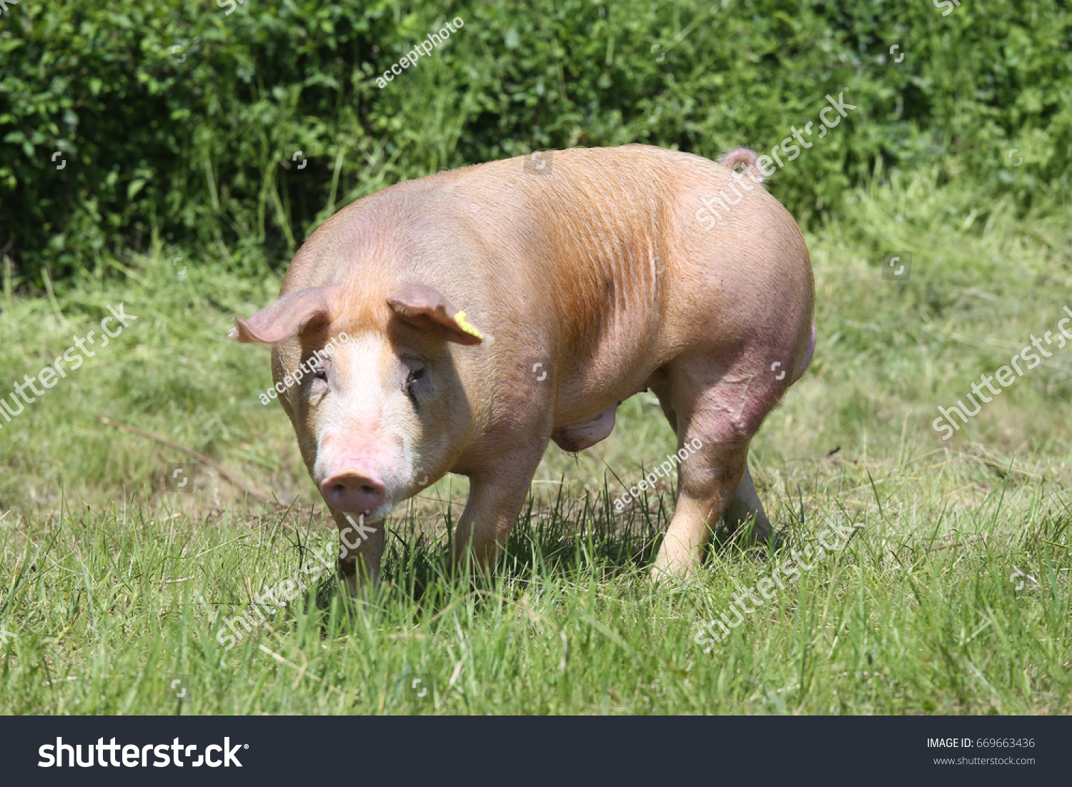 Duroc Breed Pig Animal Farm On Stock Photo 669663436 | Shutterstock