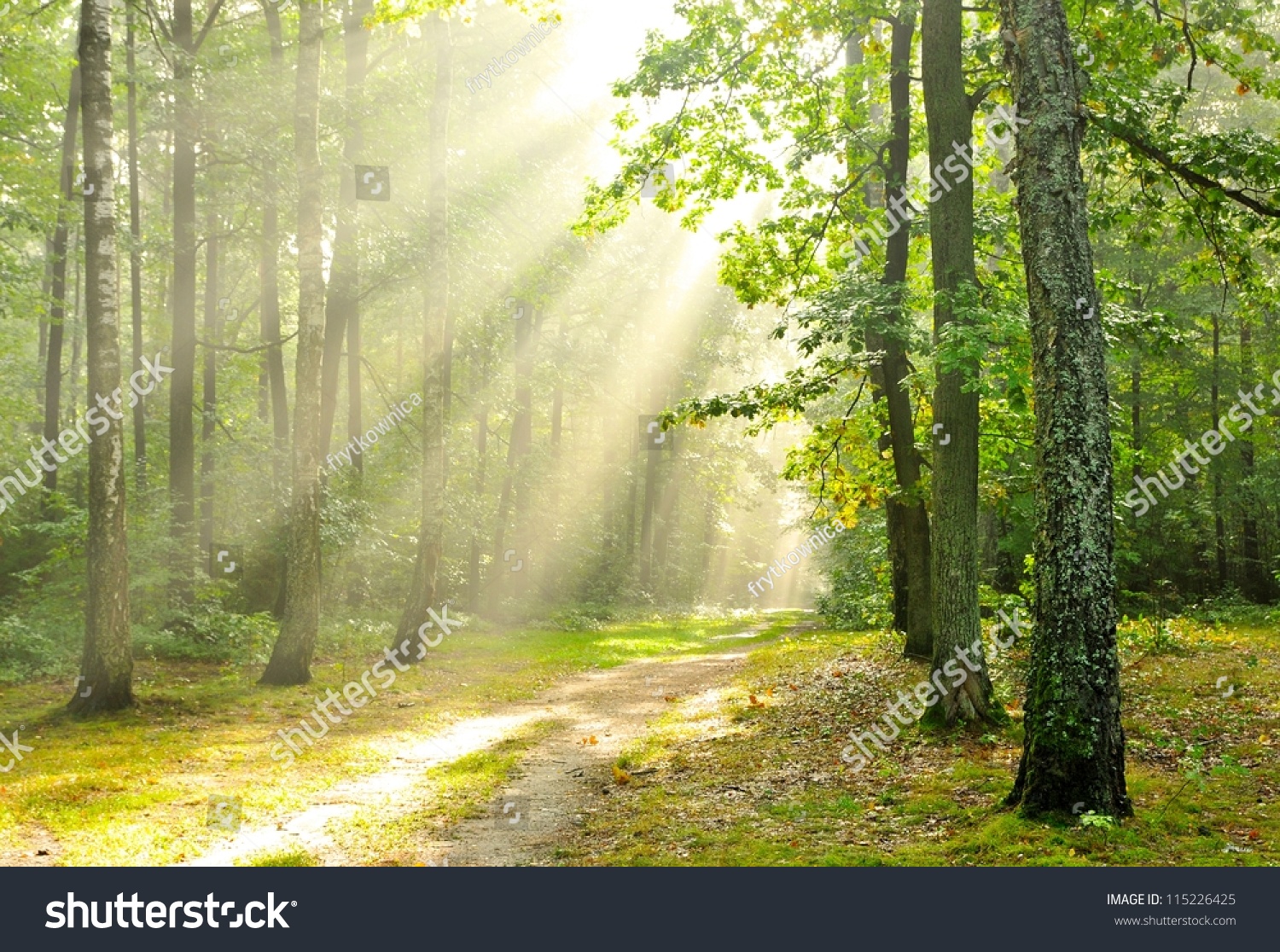 Dusk Forest Stock Photo 115226425 | Shutterstock