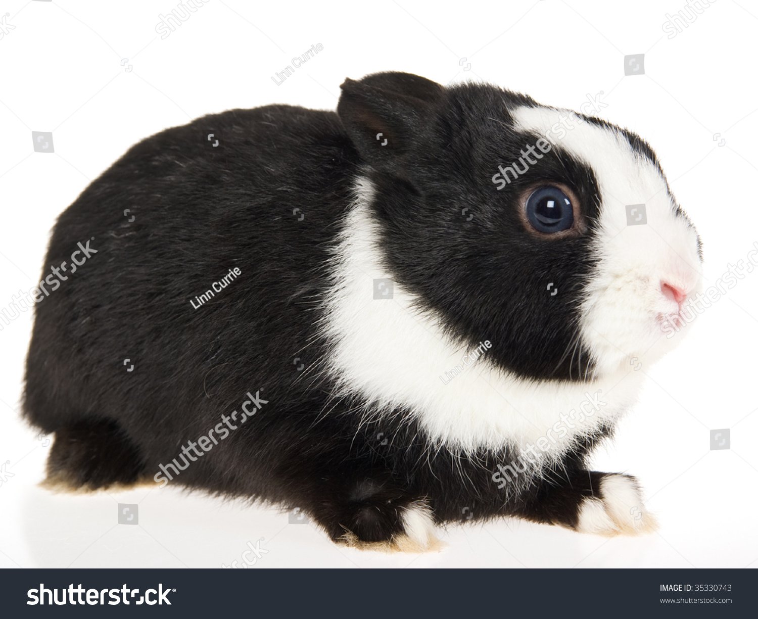 Dutch Black Netherland Dwarf Rabbit On Transportation Stock Image 35330743