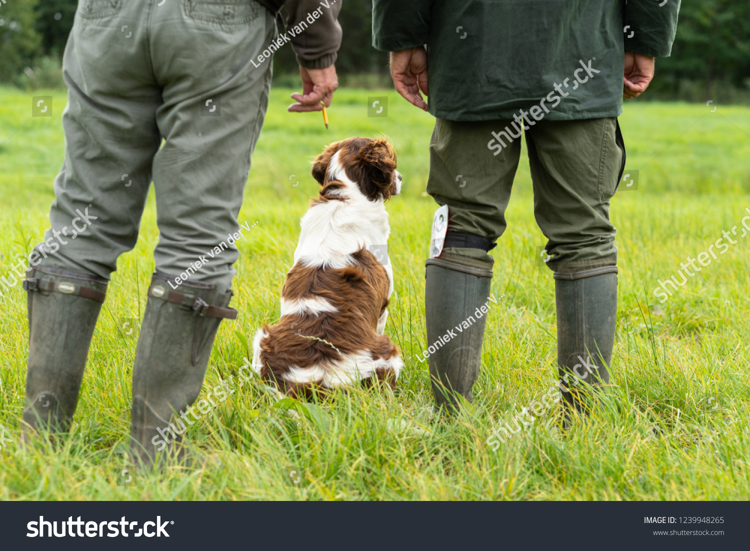 Dutch Partridge Dog Drentse Patrijs Hond Animals Wildlife Stock Image 1239948265