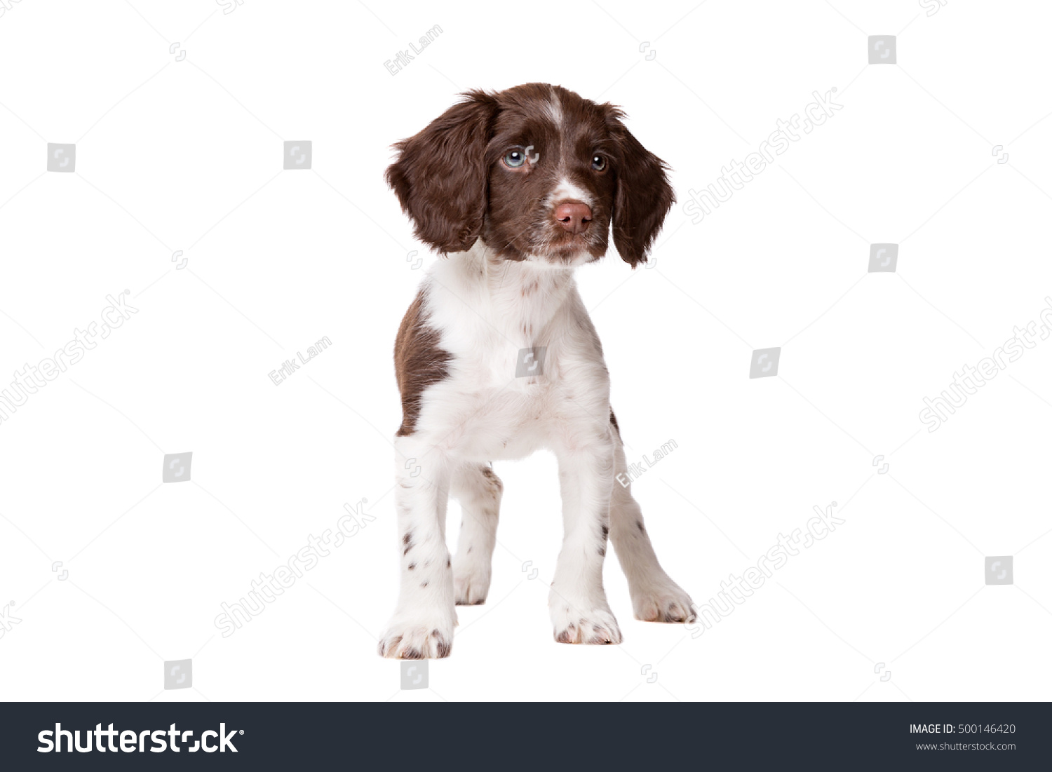 Verbazingwekkend Drentse Partridge Dog Images, Stock Photos & Vectors | Shutterstock NR-47