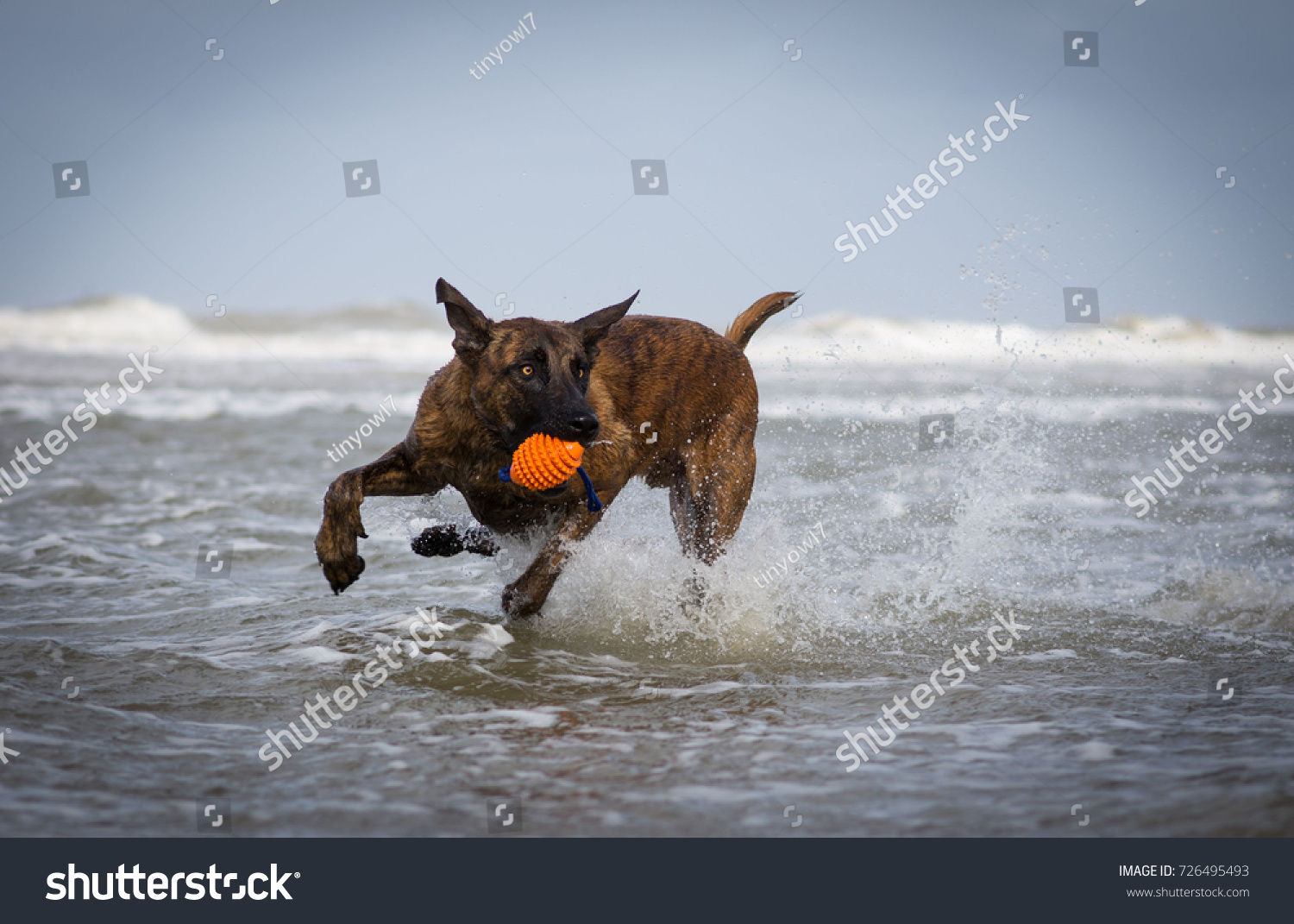 Dutch Dog In Action