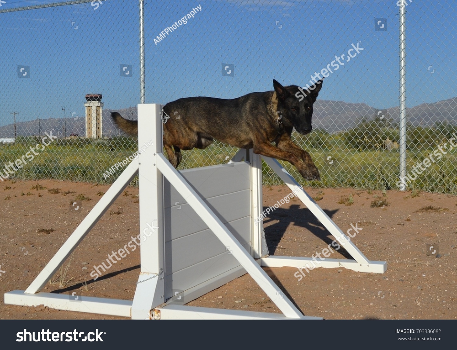 Dutch Shepherd Military Working Dog Jumps Stock Photo Edit Now 703386082