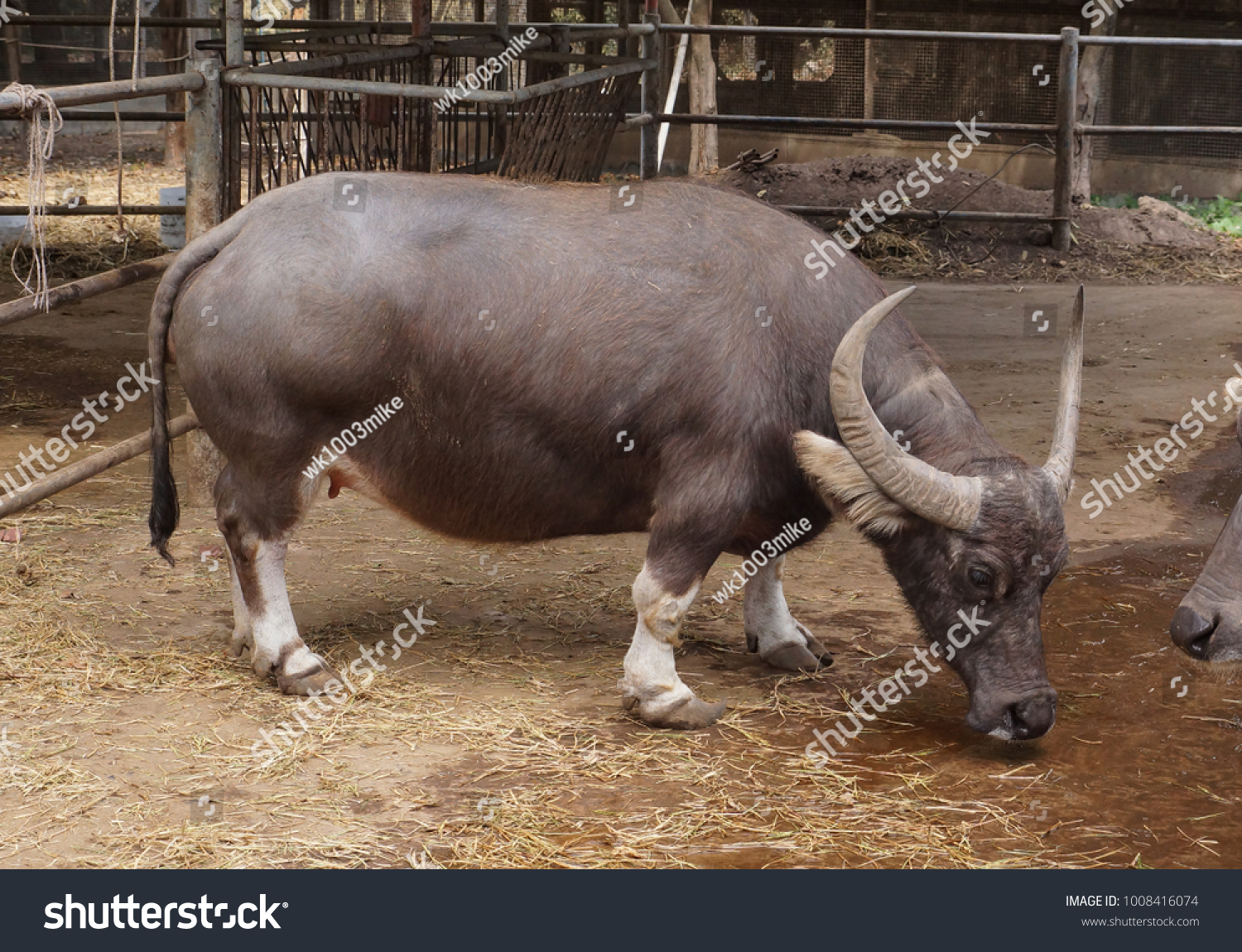 Dwarf Buffalo Buffalo Born Abnormoality Short Photo Now) 1008416074
