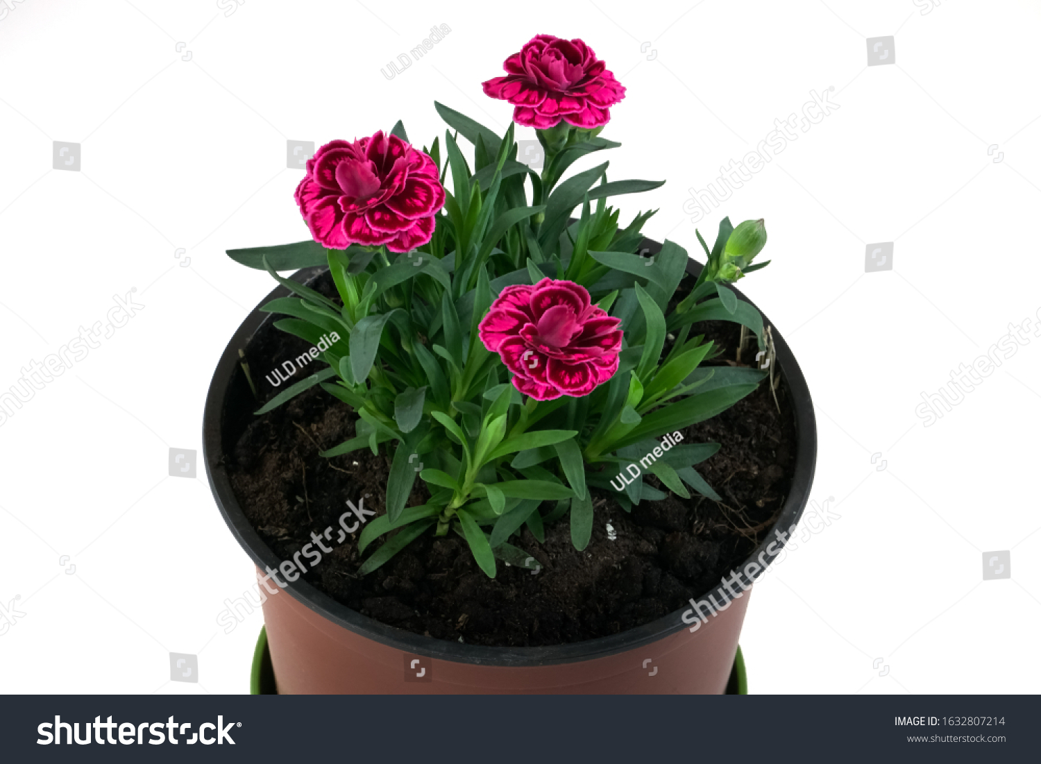 Dwarf Carnations Blossoms Flowerpot Vivid Red Stock Photo Edit ...