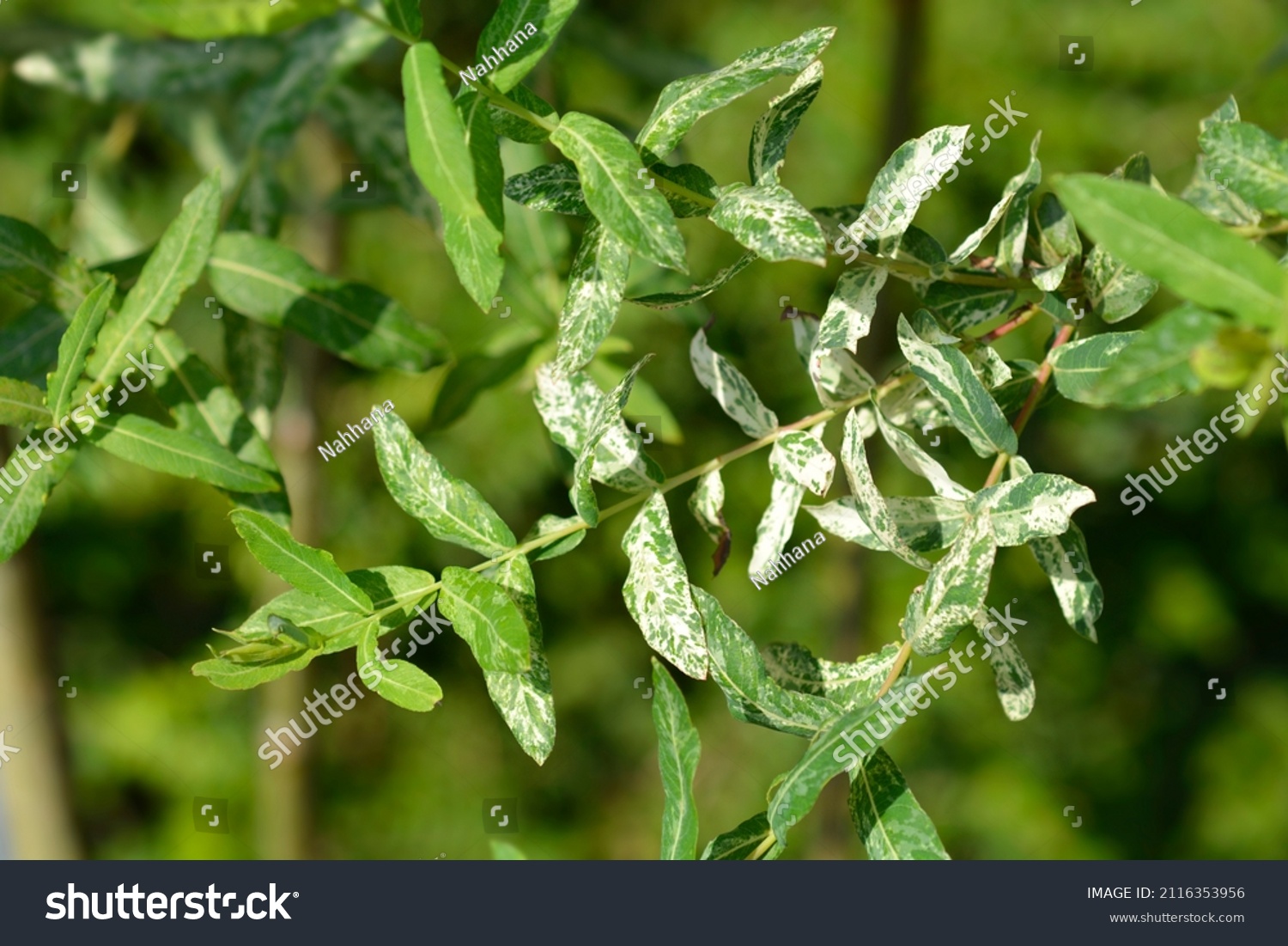 18 Flamingo Willow Hakuro Nishiki Bilder Arkivfotografier Og Vektorer Shutterstock 9164