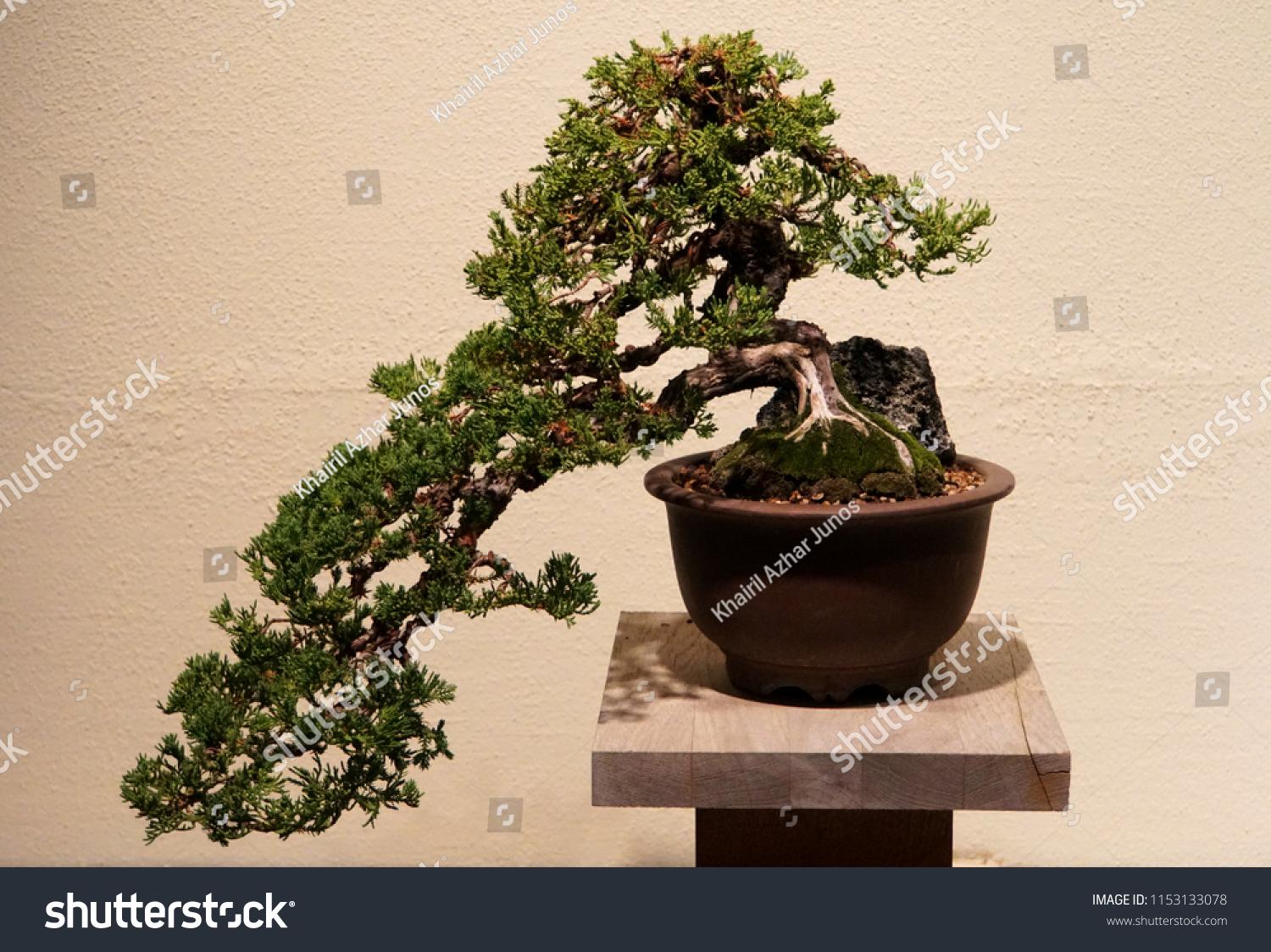 Dwarf Japanese Garden Juniper Bonsai Tree Stock Photo Edit Now 1153133078