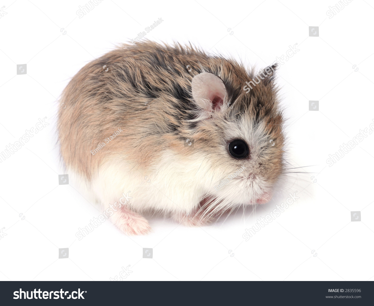 Photo De Stock Dwarf Roborovski Phodopus Roborovskii Hamster Isolated Shutterstock