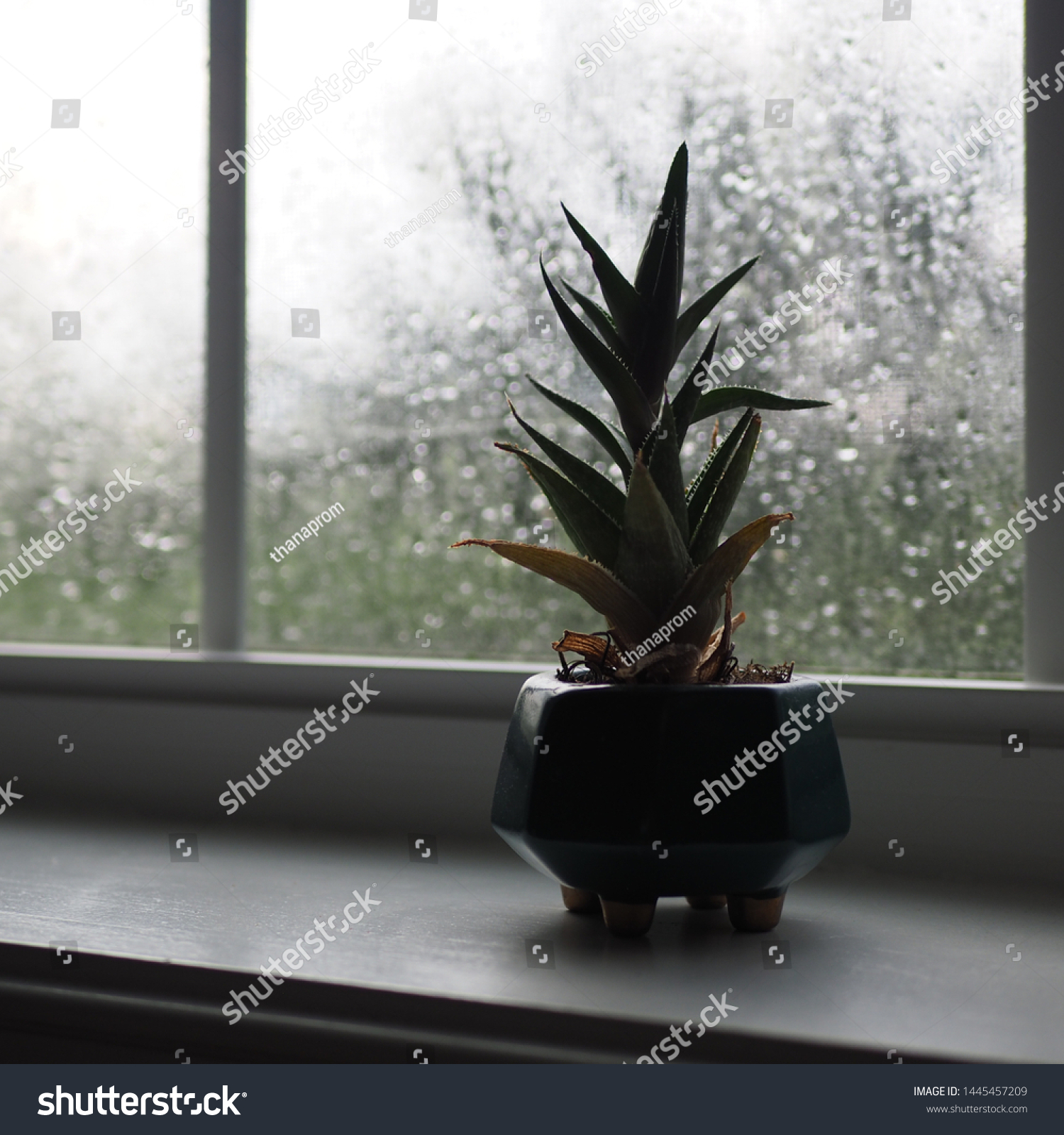 Dying Aloe Vera Plant Green Pot Stock Photo Edit Now 1445457209