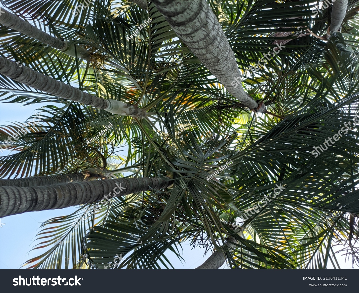 Dypsis Lutescens Green Palm One Plants Stock Photo 2136411341 ...