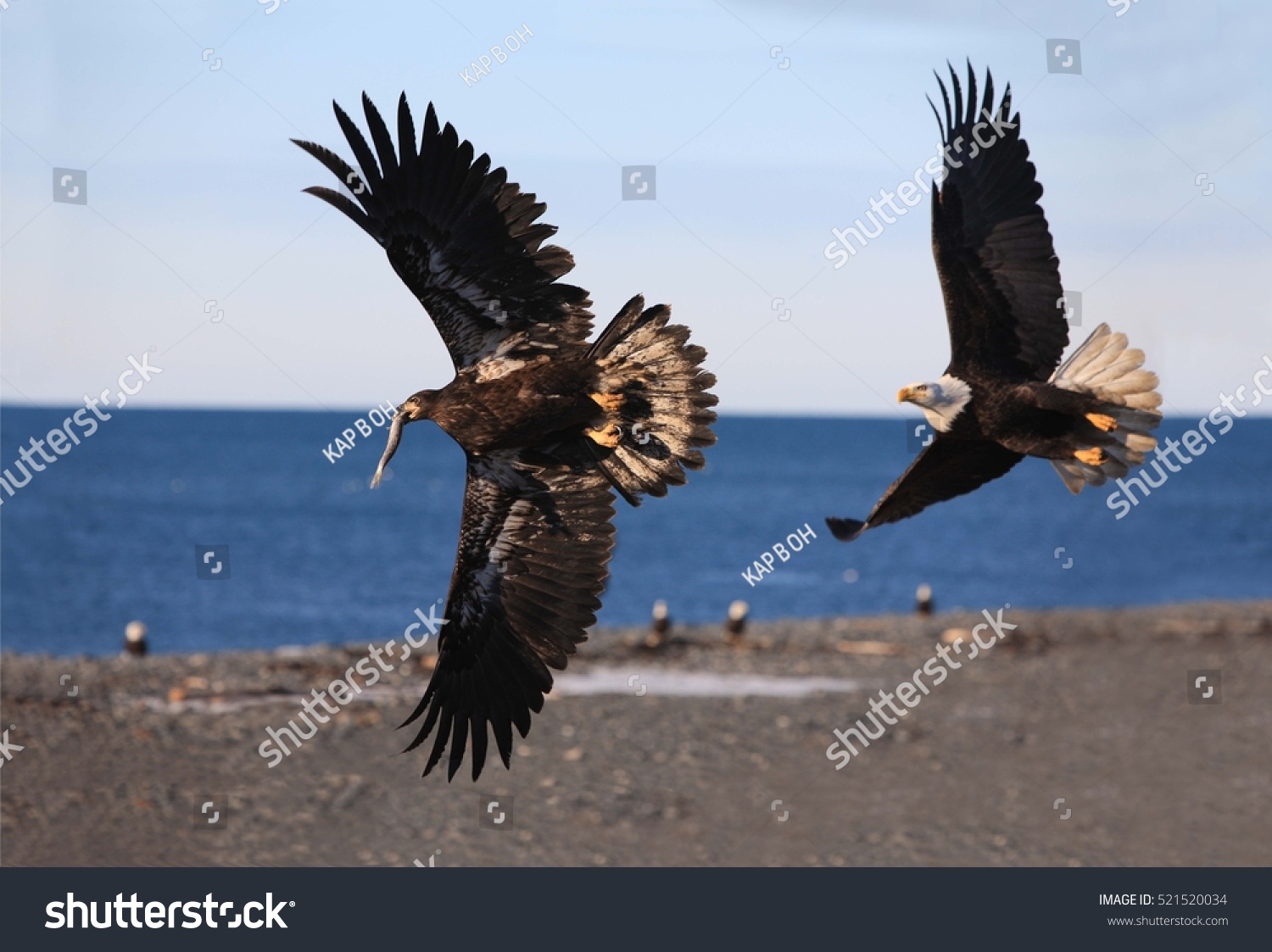 Eagle Chase Stock Photo 521520034 Shutterstock