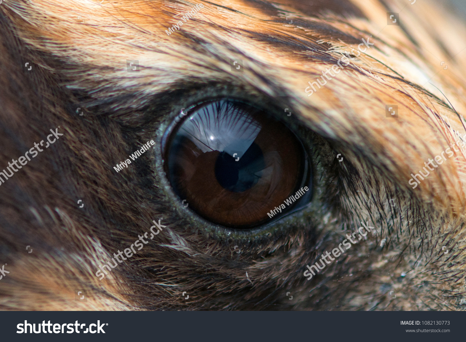 Eagle Eye Close Up Macro Photo Eye Of The Marsh Harrier Circus Eagle Eye Close Up Macro Photo Eye Of The Marsh Harrier Circus