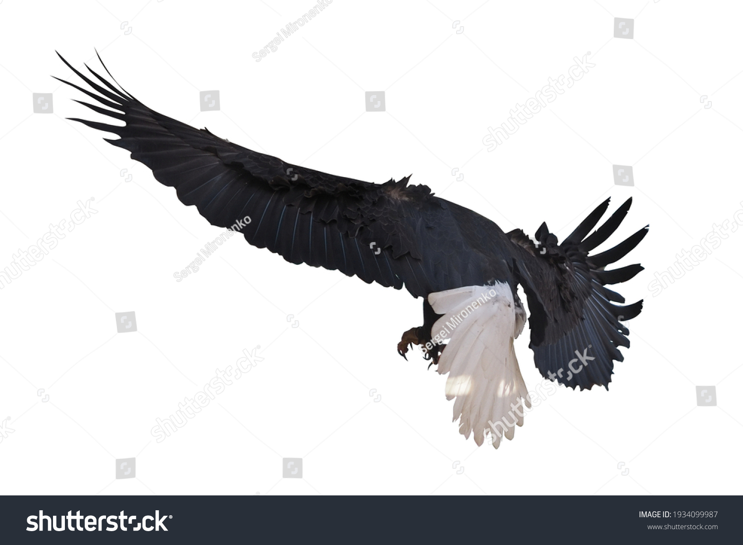 357,306 Bird eagle Images, Stock Photos & Vectors | Shutterstock