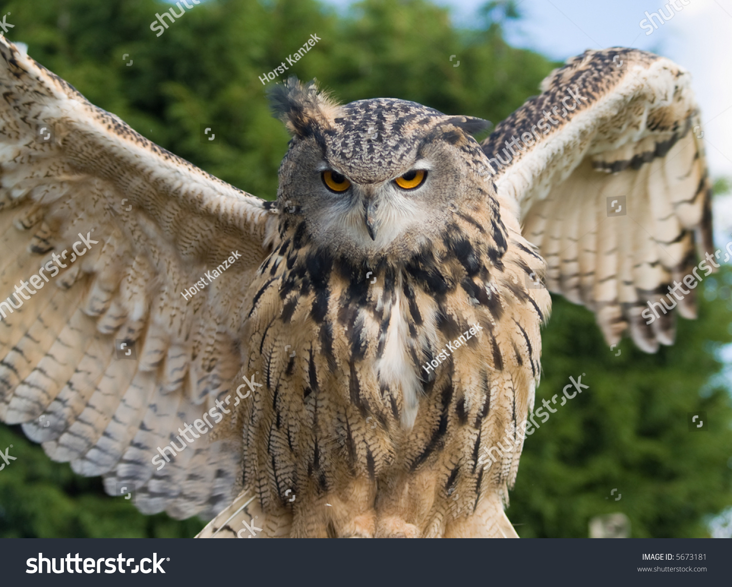 Eagle Owl Spreading Wings Stock Photo 5673181 - Shutterstock