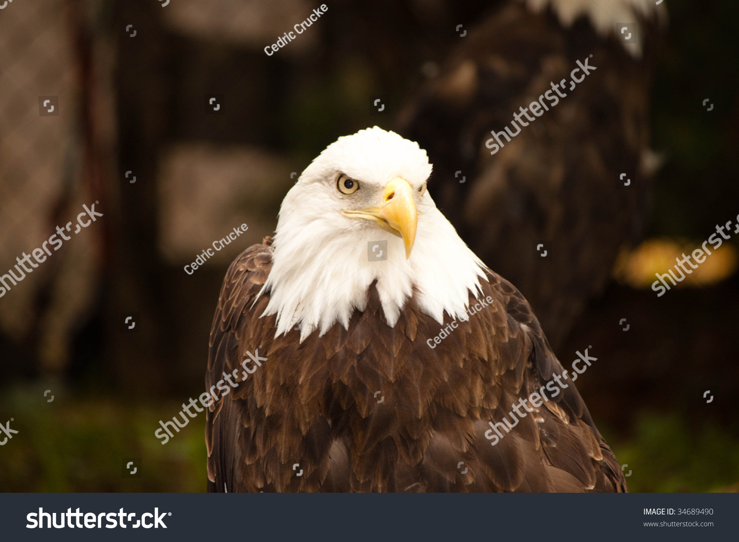 Eagle Stare Stock Photo 34689490 Shutterstock