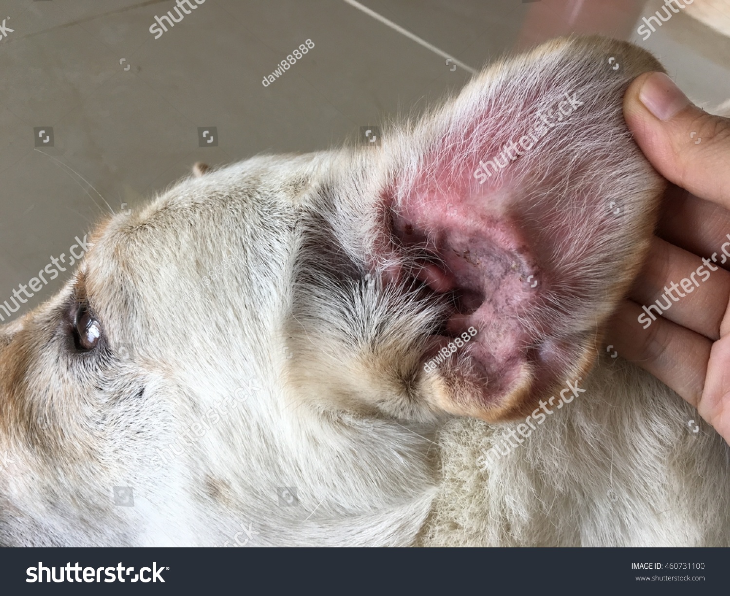 Red Spots In Dogs Ear