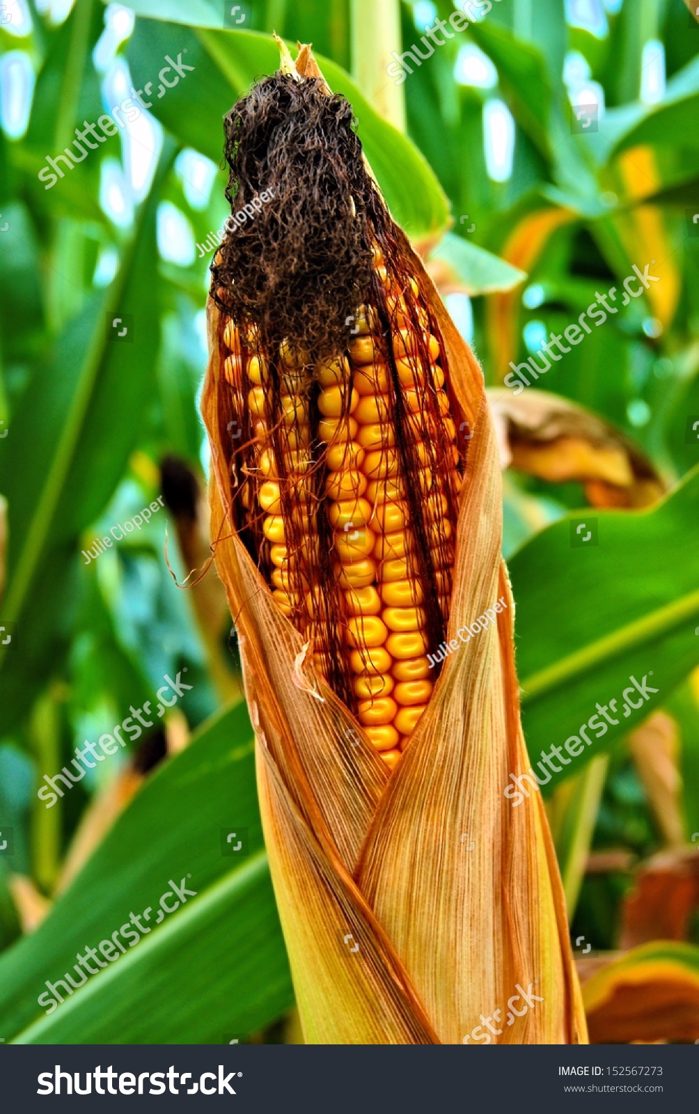 Ear Of Field Corn On The Stalk Stock Photo 152567273 : Shutterstock