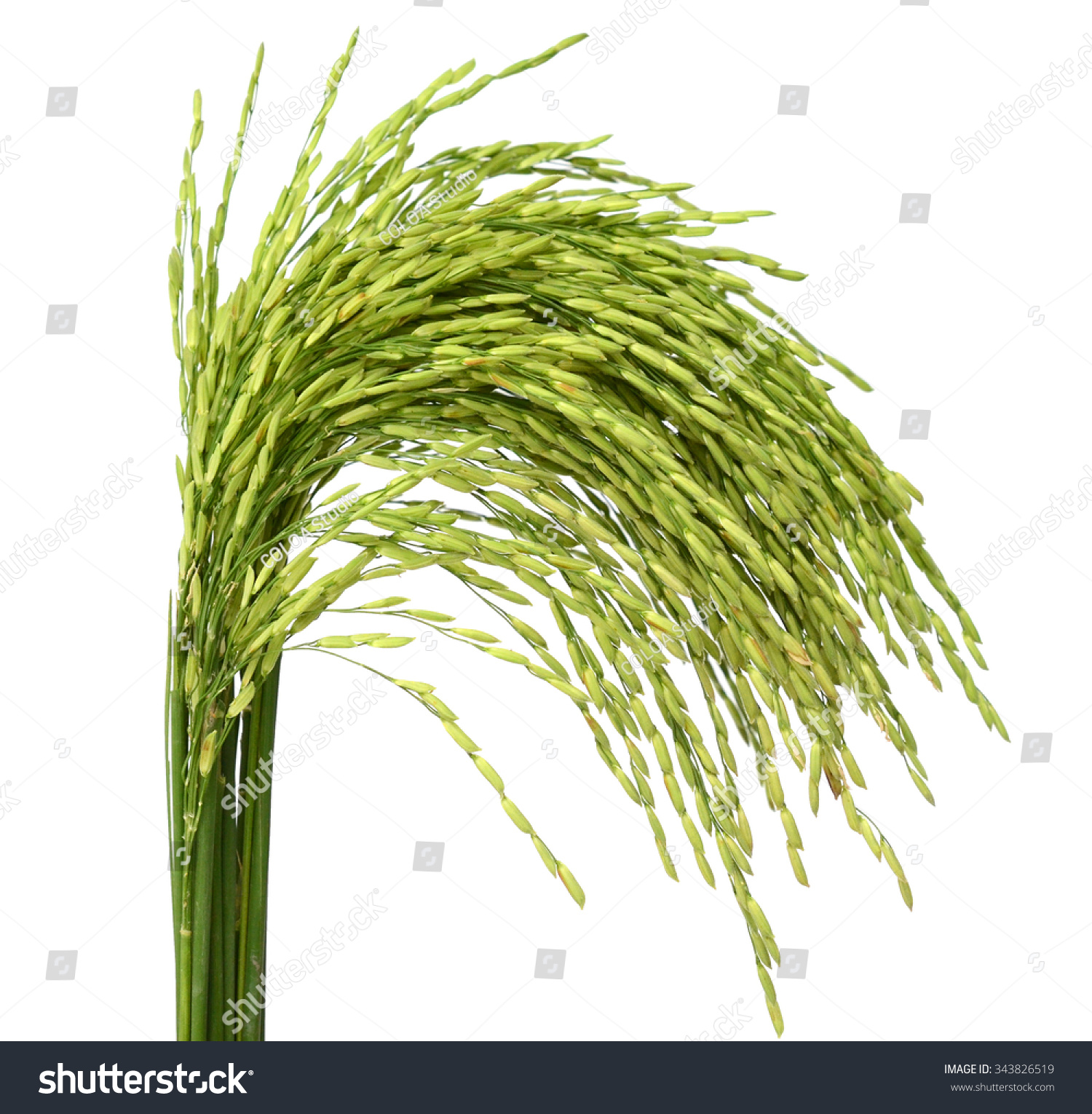 stock-photo-ear-of-rice-isolated-on-white-background-343826519.jpg