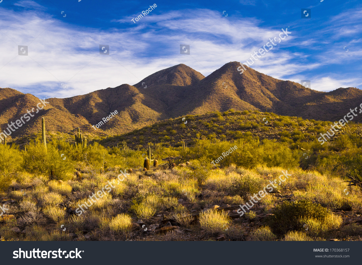 Early Morning In The Desert Looking Toward The Mountains Stock Photo ...