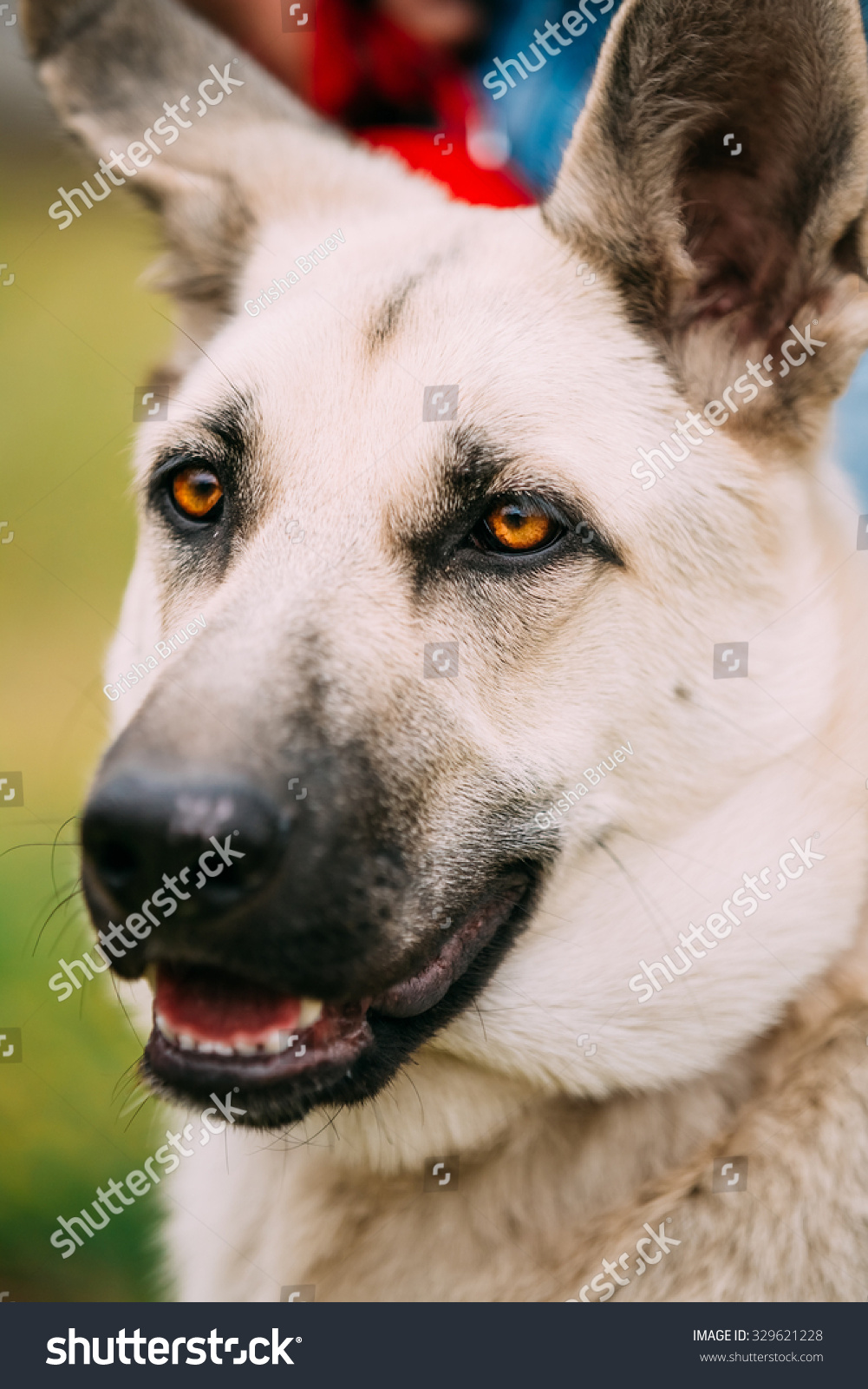 byelorussian shepherd