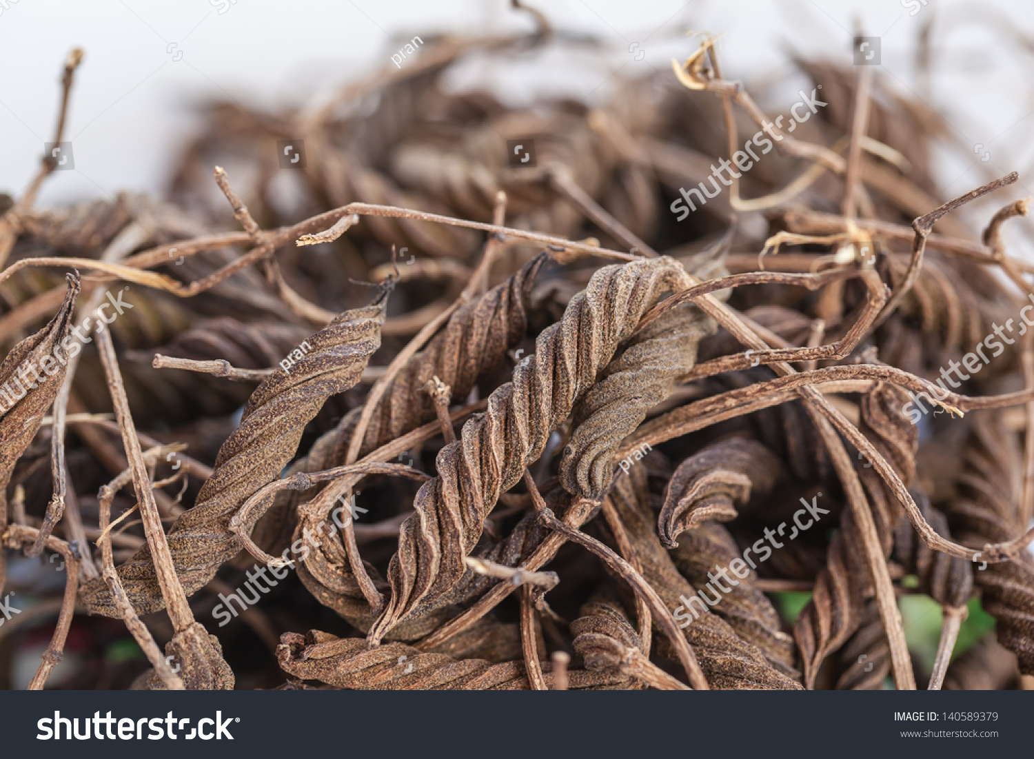 East Indian Screw Tree (Helicteres Isora (L.),Bring To Boil And Drink ...