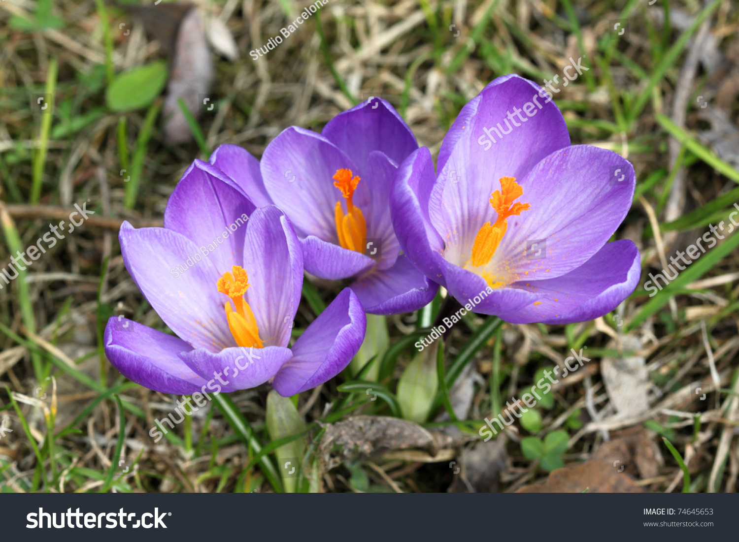 Easter Spring Crocus Flowers Purple Color Stock Photo Edit Now 74645653