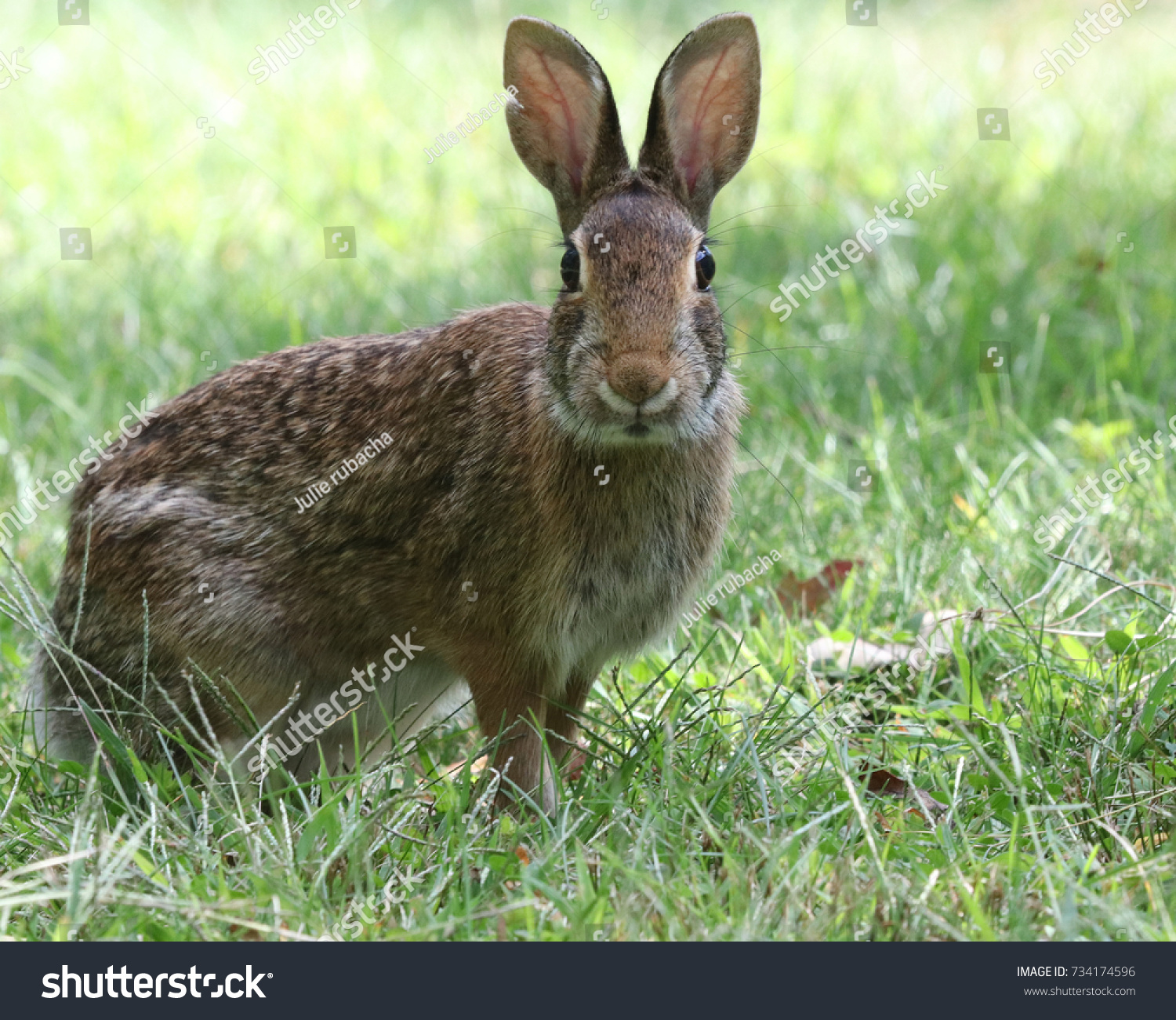 Eastern Cottontail Rabbits Common Sight New Stock Photo 734174596