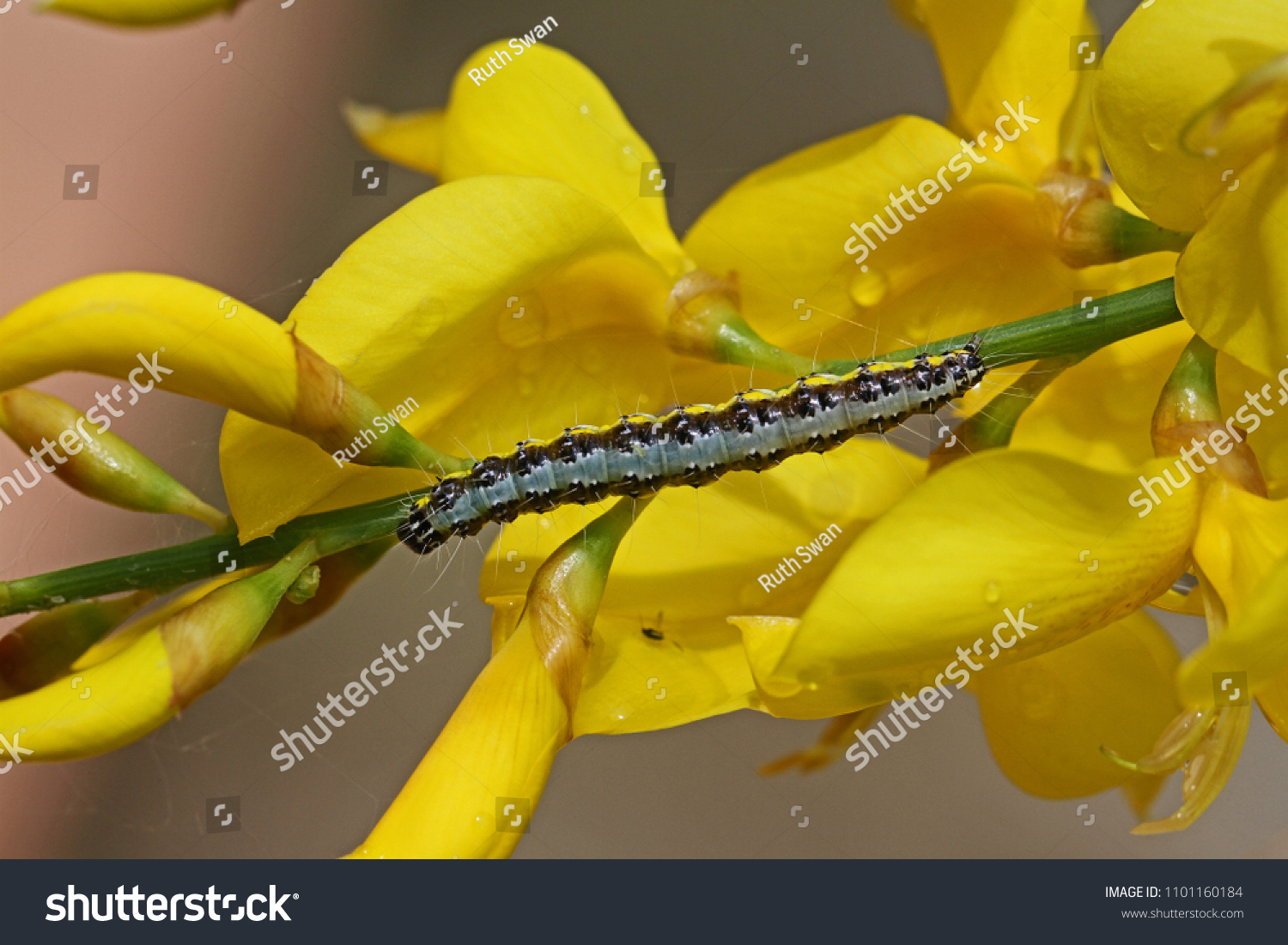 Eastern Dappled White Butterfly Larva Caterpillar Stock Photo Edit Now 1101160184