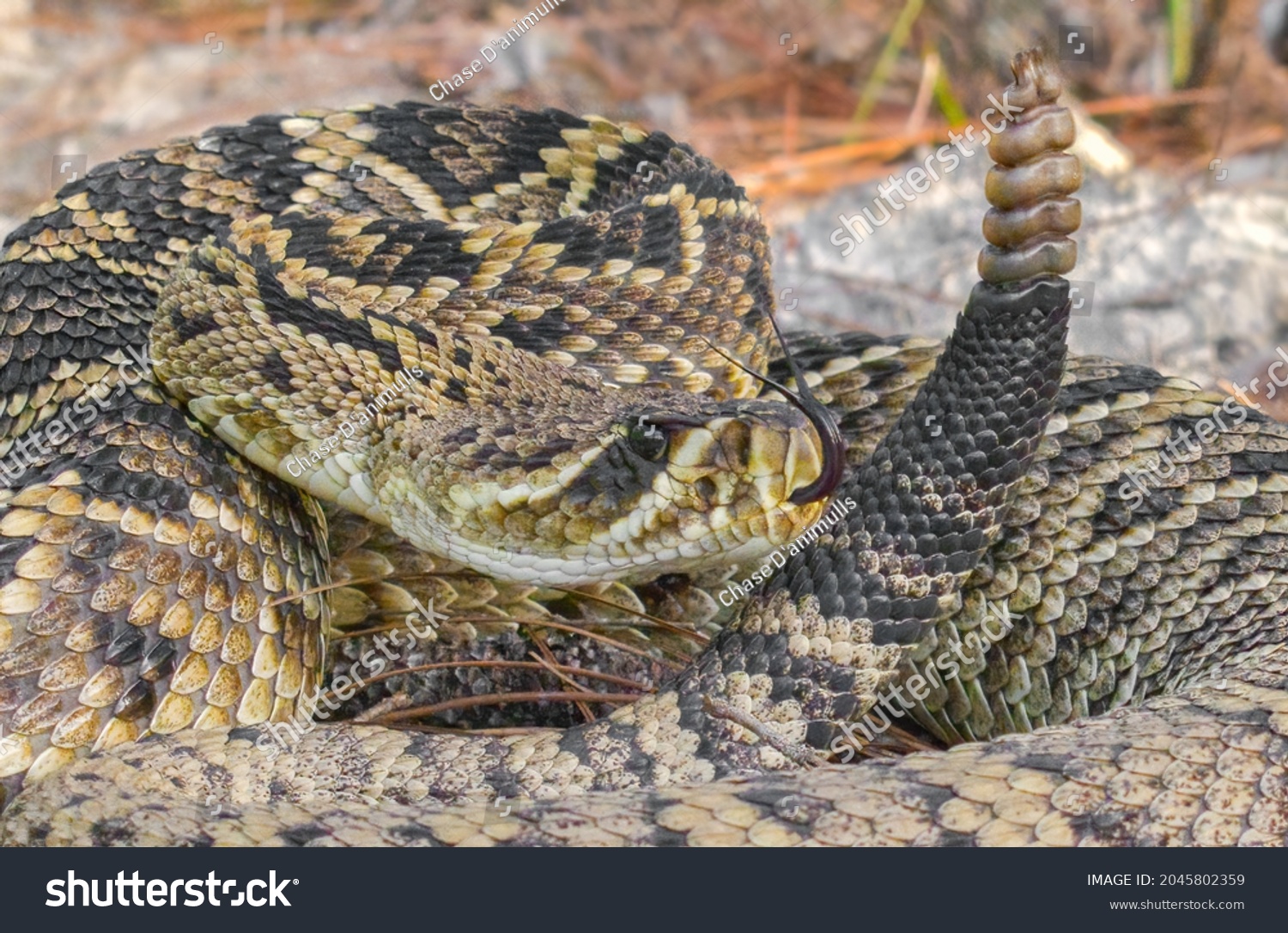 Eastern Diamondback Rattlesnake Crotalus Adamanteus Sideways Stock ...