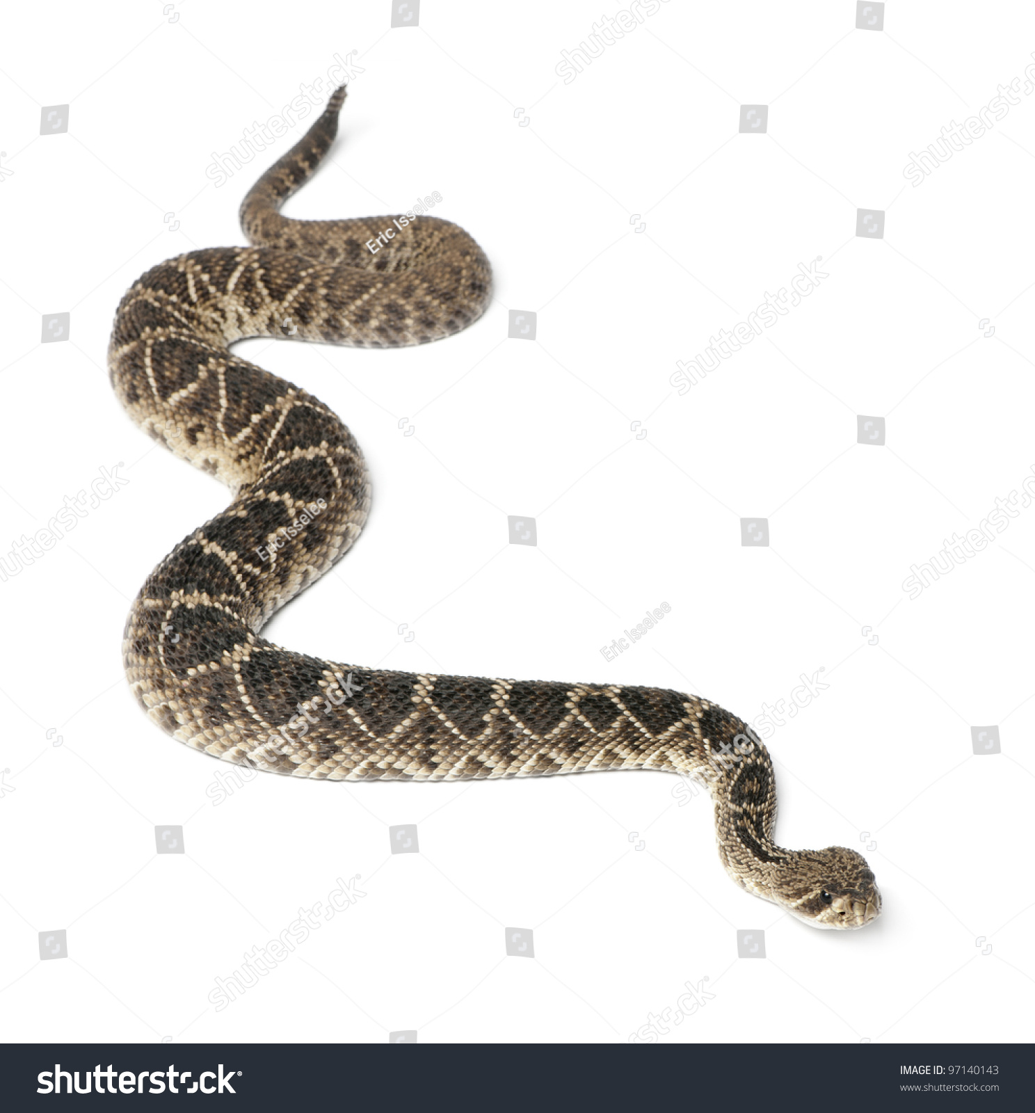 Eastern Diamondback Rattlesnake - Crotalus Adamanteus , Poisonous ...