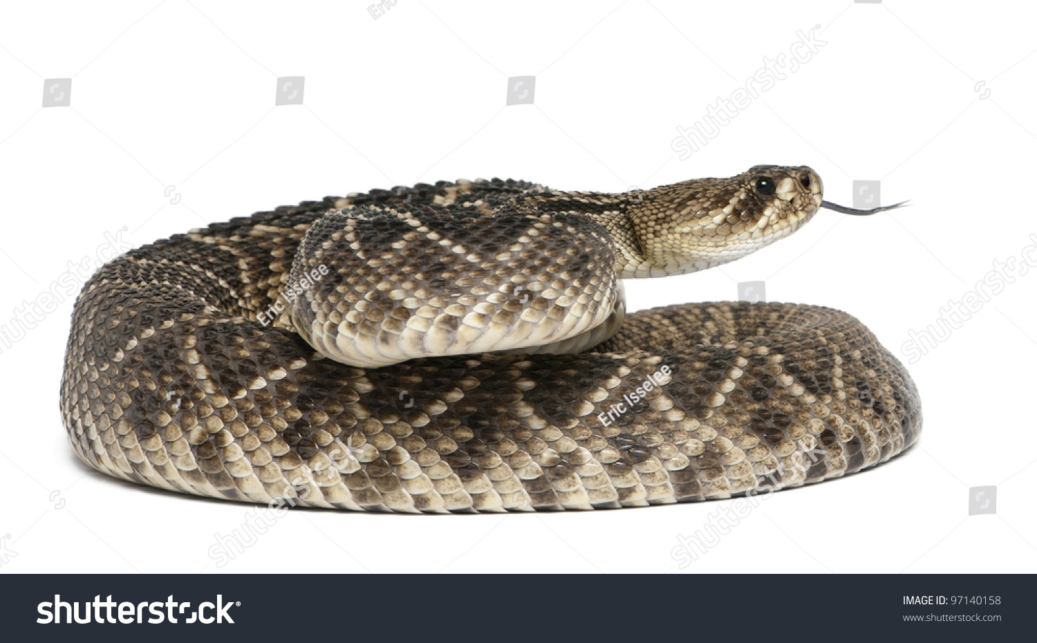 Eastern Diamondback Rattlesnake - Crotalus Adamanteus , Poisonous ...