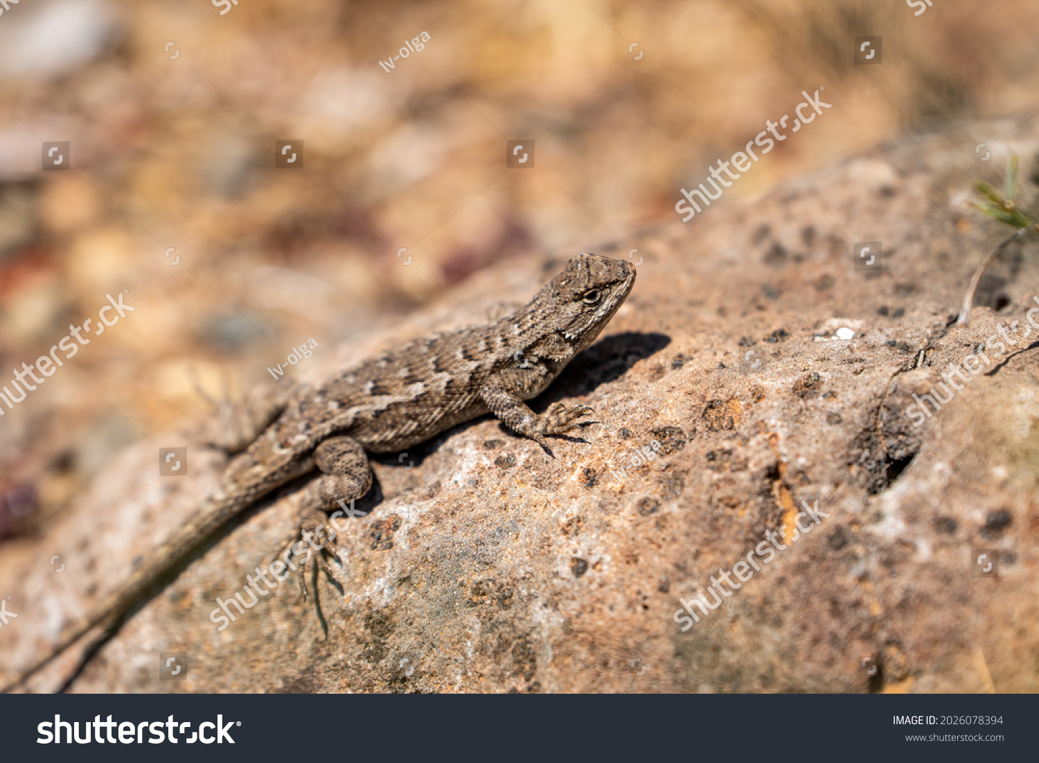 472 Eastern fence lizard Images, Stock Photos & Vectors | Shutterstock